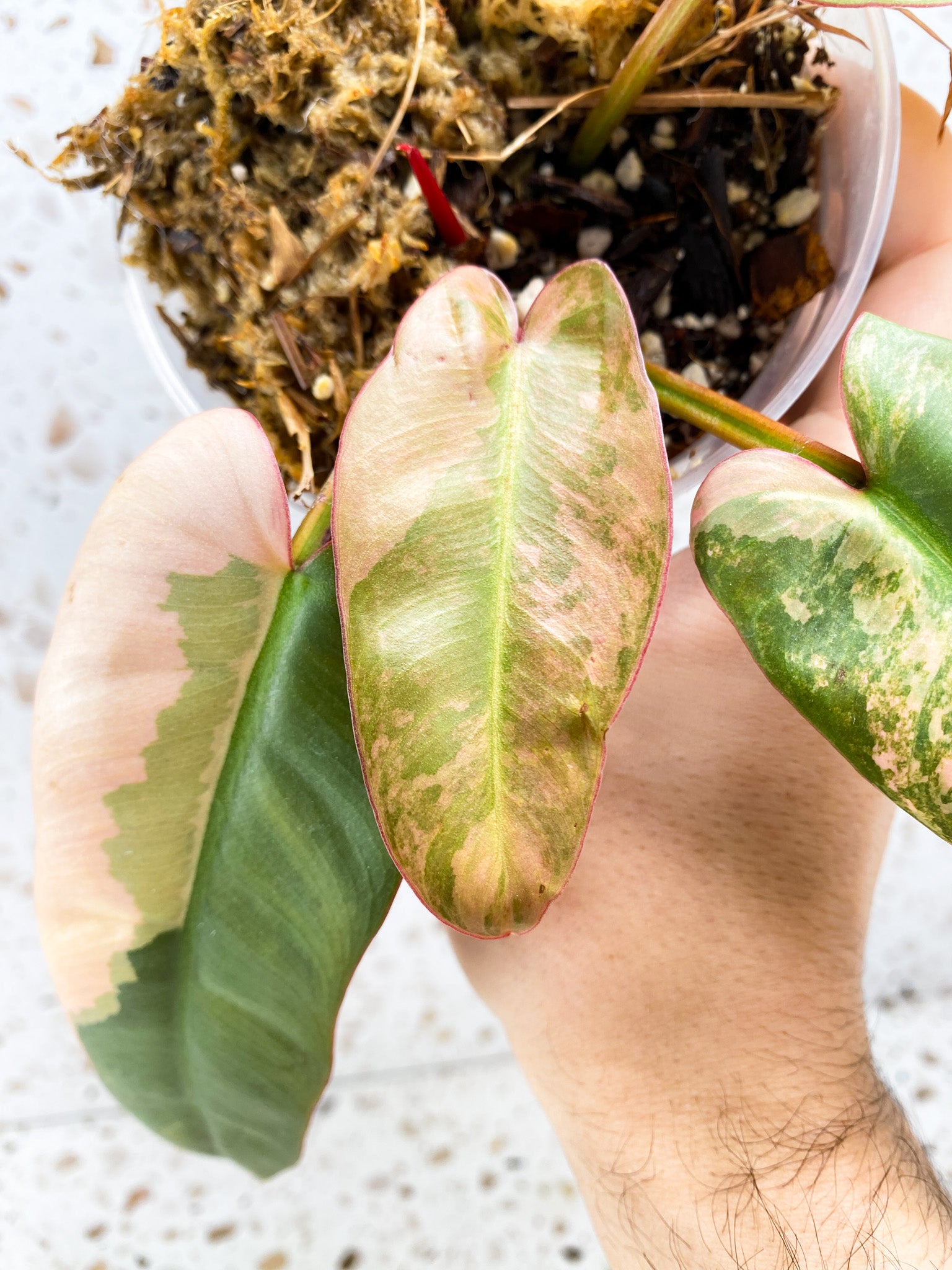 Philodendron Atabapoense Variegated 4 leaves 1 shoot