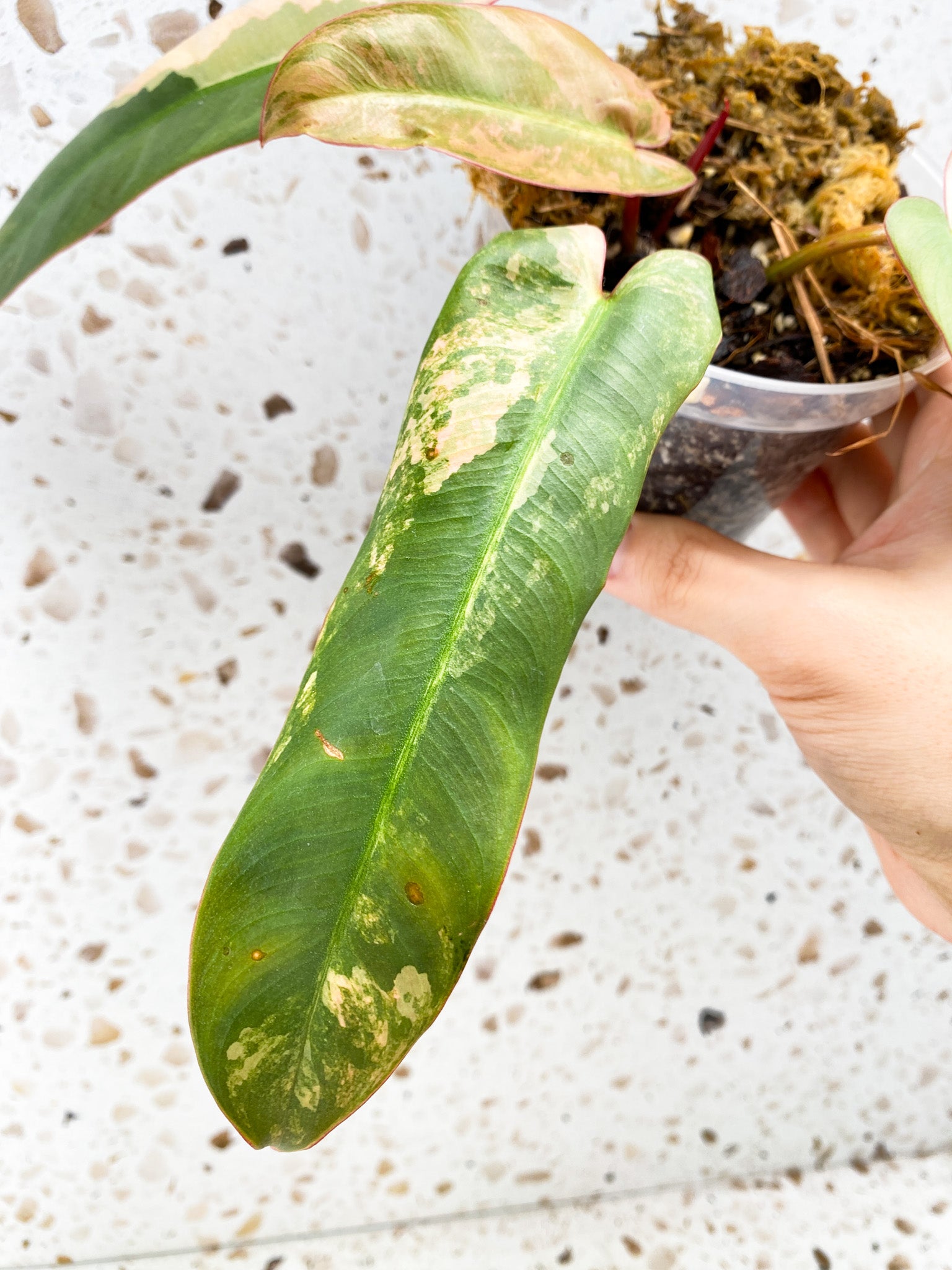 Philodendron Atabapoense Variegated 4 leaves 1 shoot