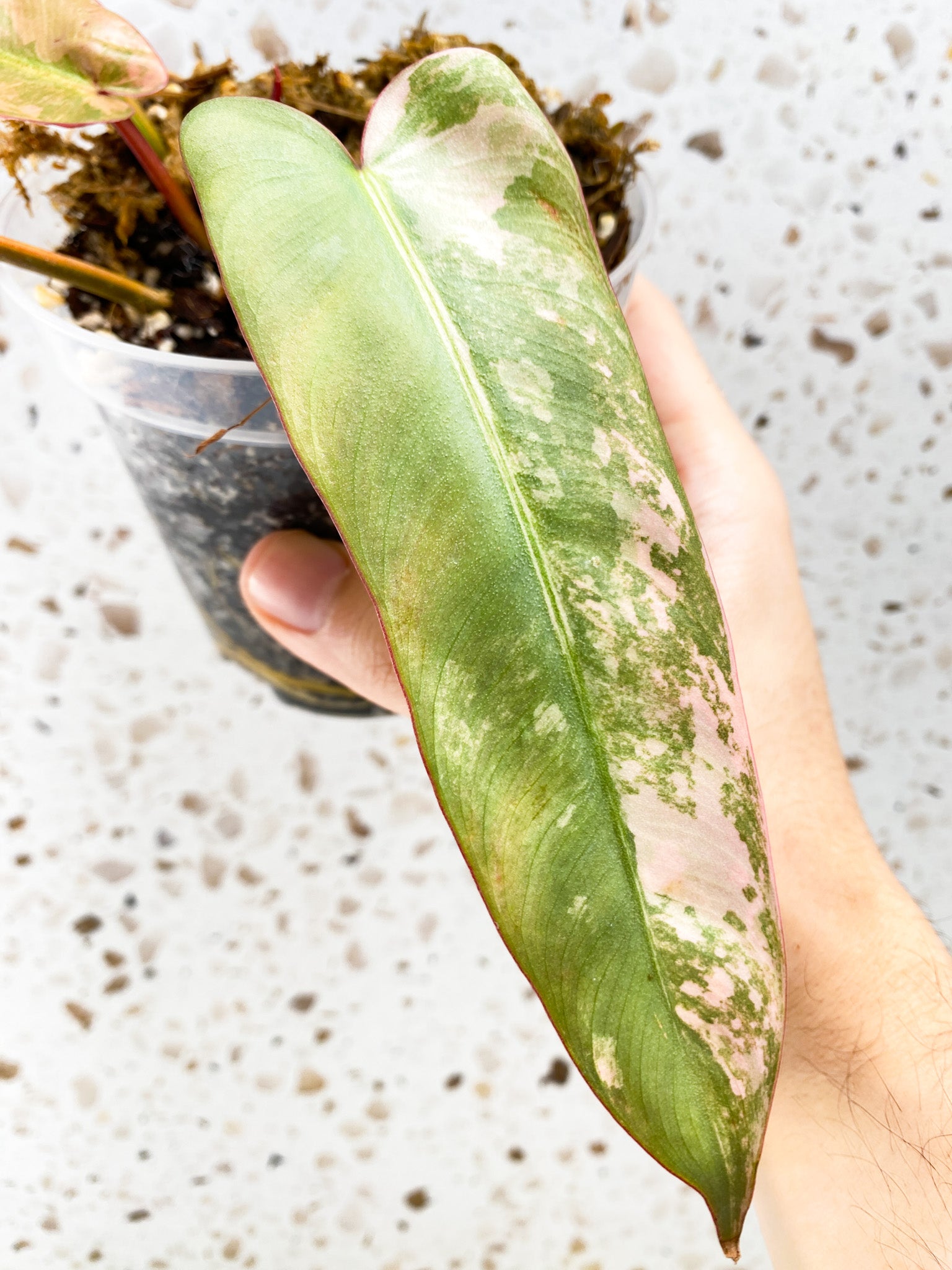 Philodendron Atabapoense Variegated 4 leaves 1 shoot