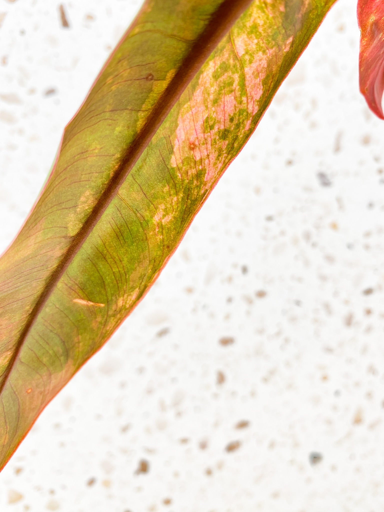 Philodendron Atabapoense Variegated 4 leaves 1 shoot