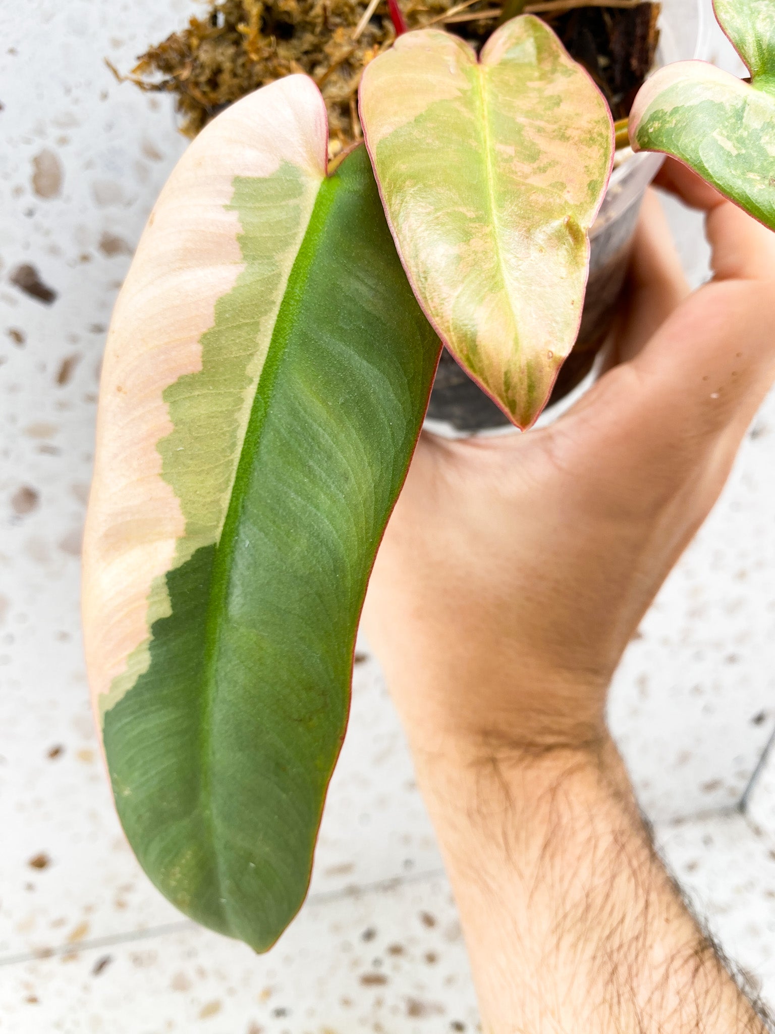 Philodendron Atabapoense Variegated 4 leaves 1 shoot
