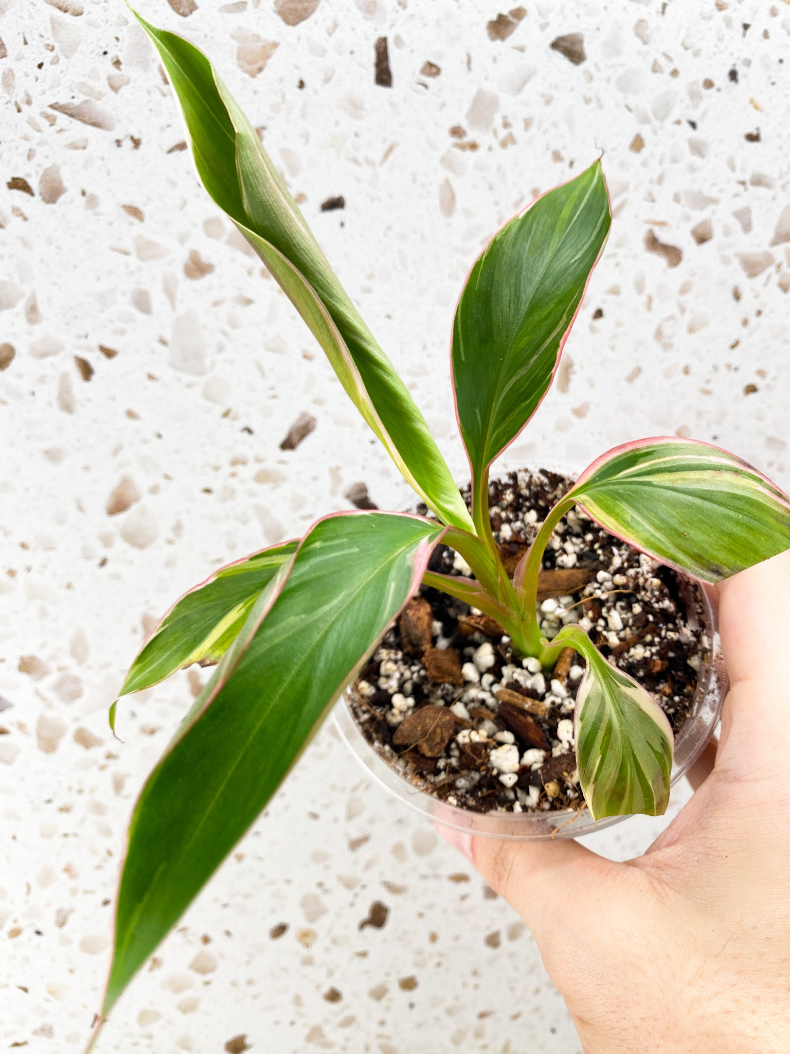 Musa Nono (pink variegated banana) baby plant