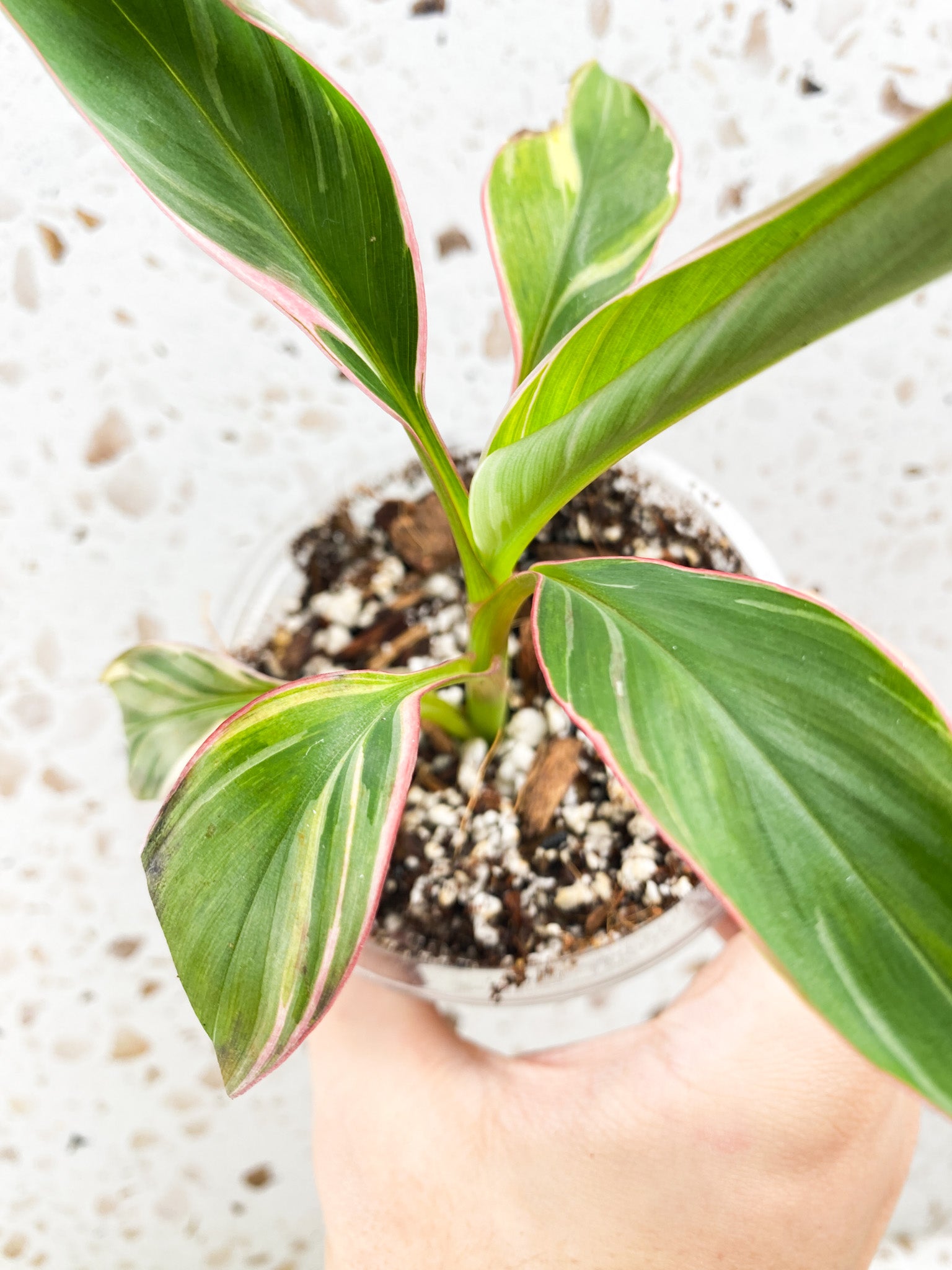 Musa Nono (pink variegated banana) baby plant