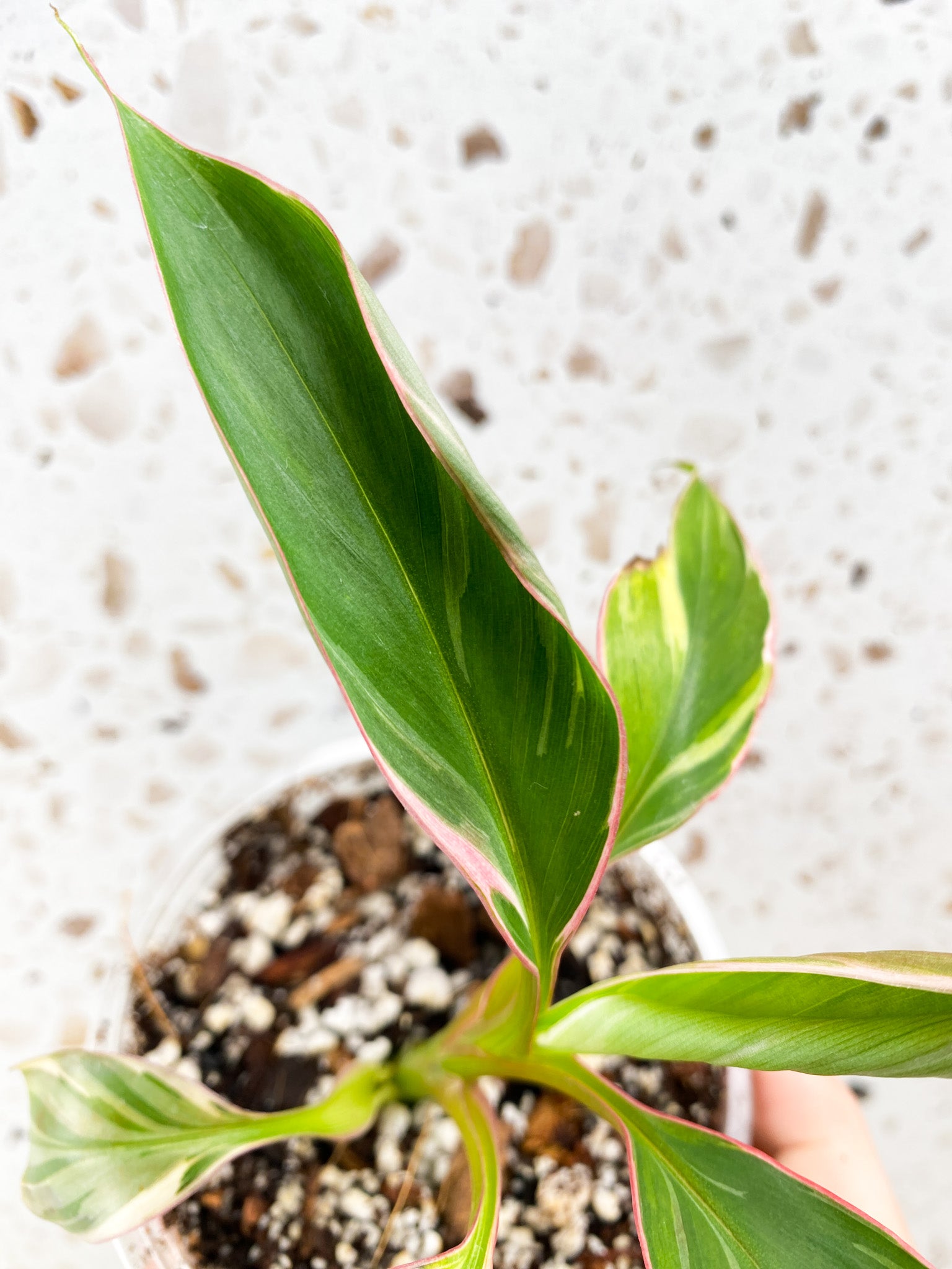 Musa Nono (pink variegated banana) baby plant