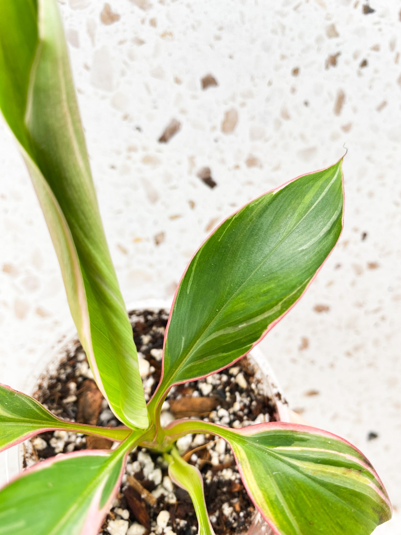 Musa Nono (pink variegated banana) baby plant