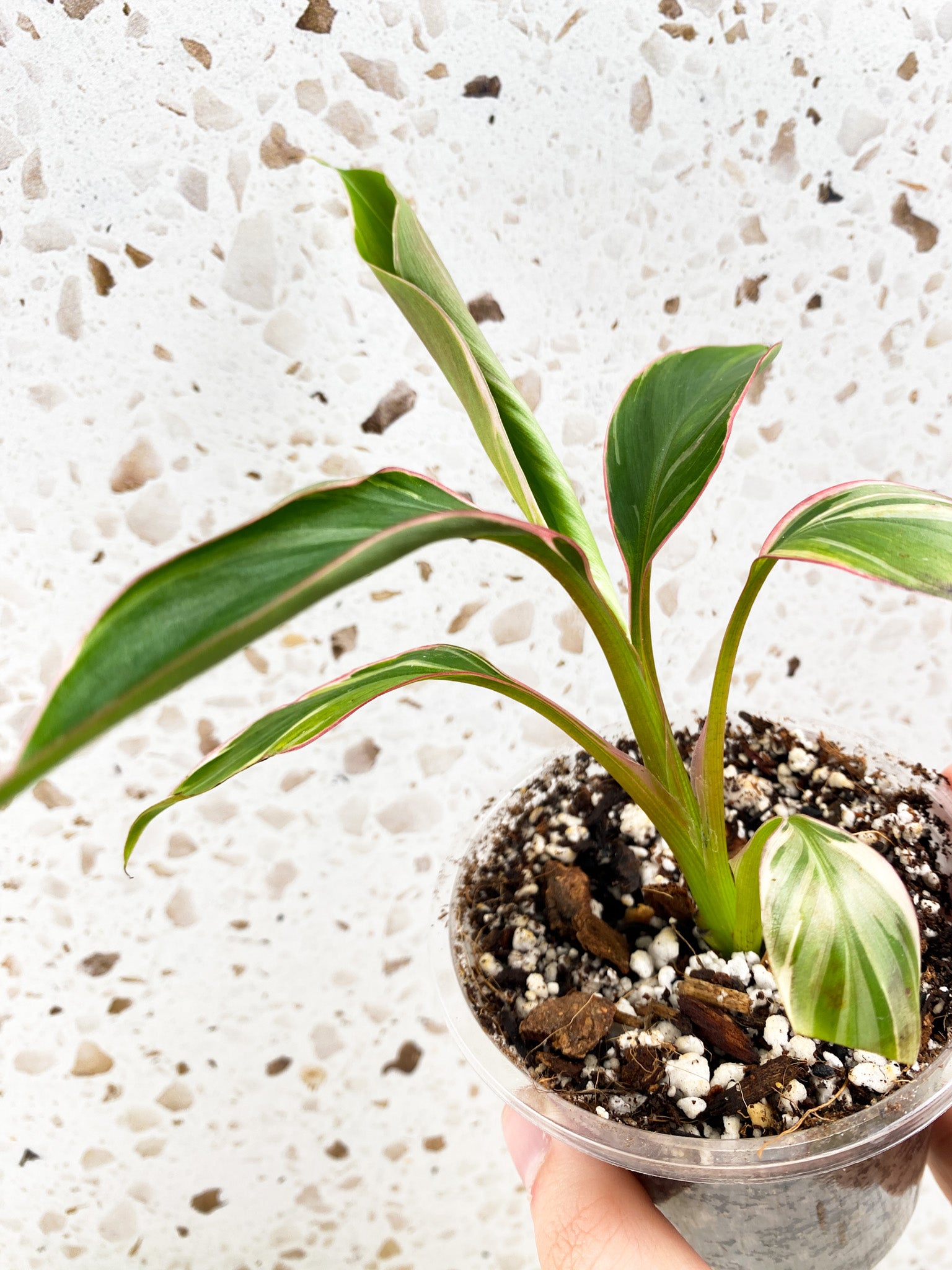 Musa Nono (pink variegated banana) baby plant