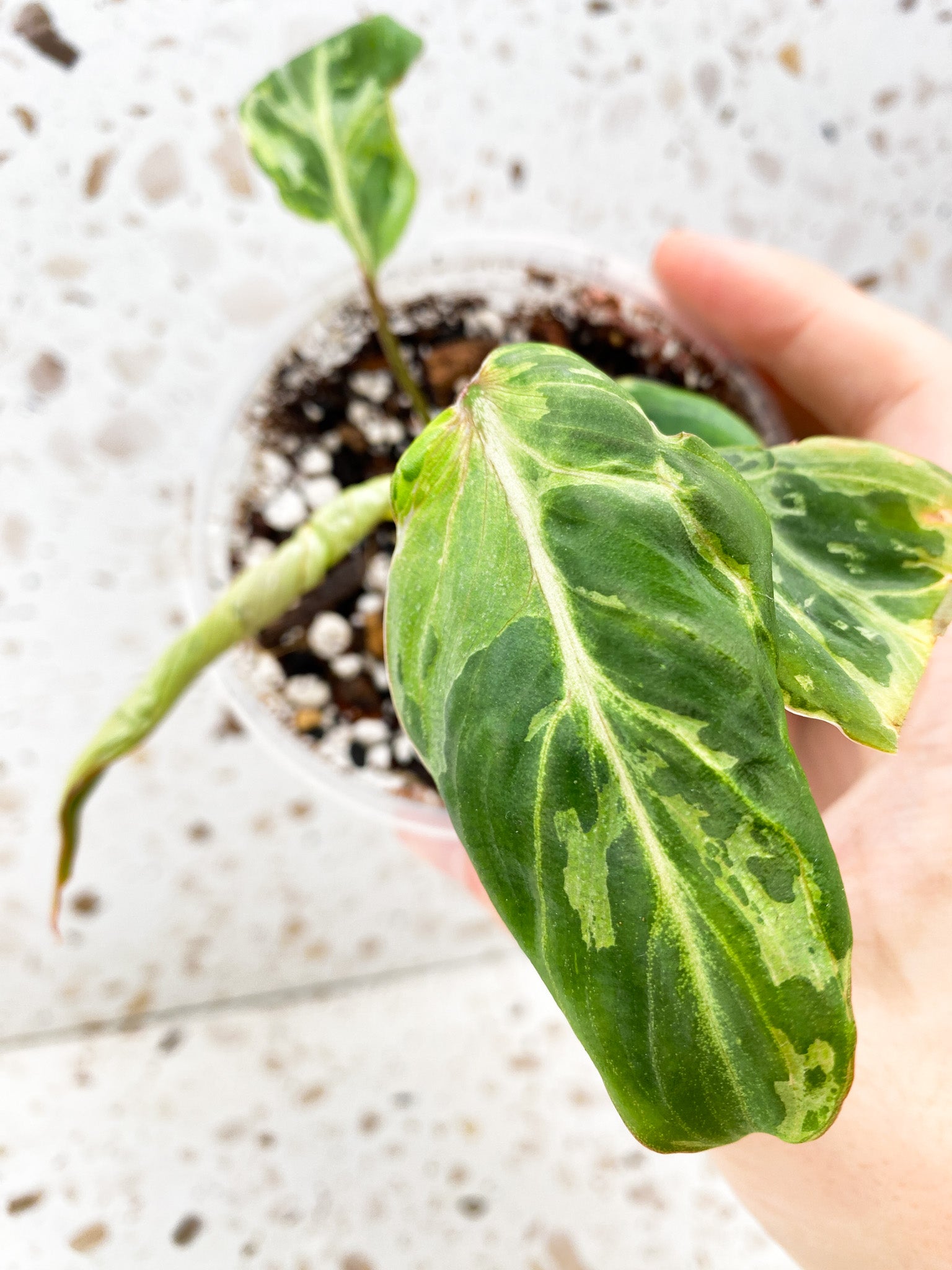 Philodendron Gloriosum Variegated (Mutation) 5 leaf top cutting