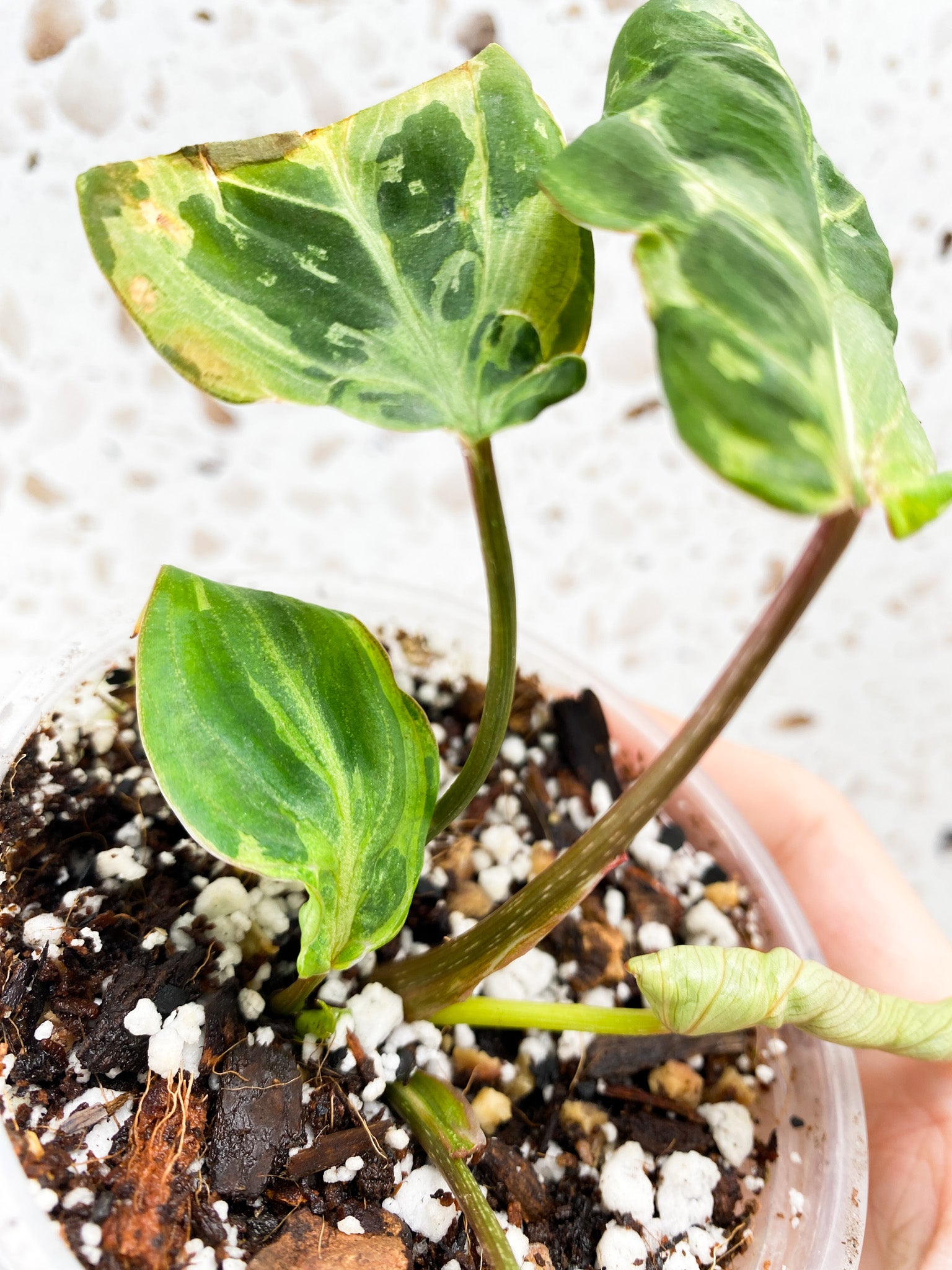Philodendron Gloriosum Variegated (Mutation) 5 leaf top cutting