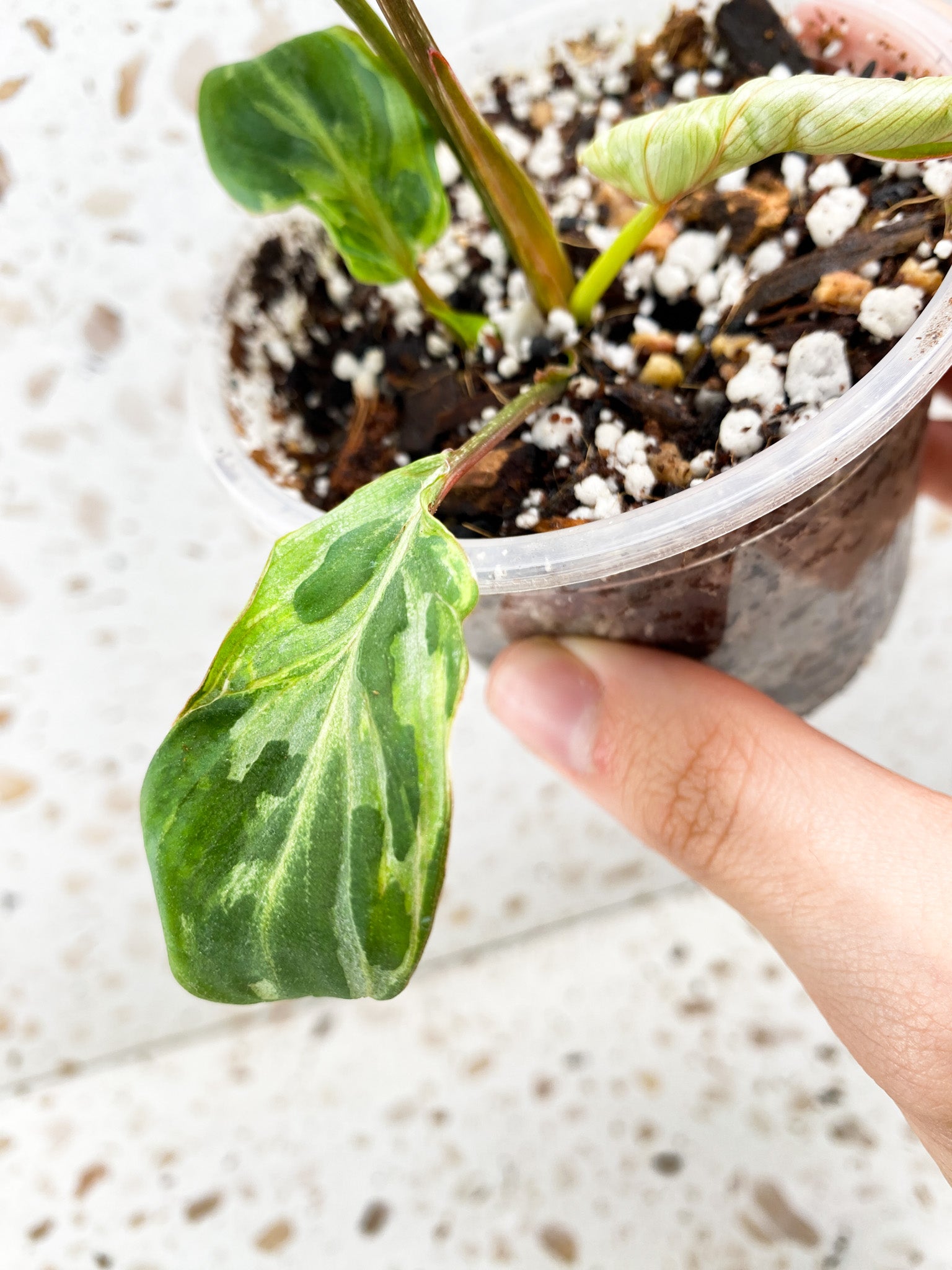 Philodendron Gloriosum Variegated (Mutation) 5 leaf top cutting