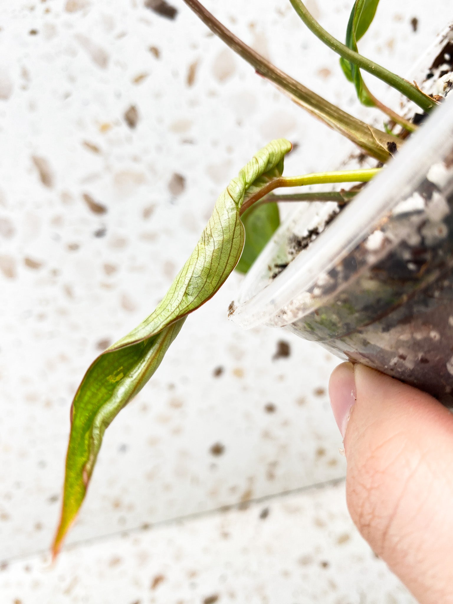 Philodendron Gloriosum Variegated (Mutation) 5 leaf top cutting