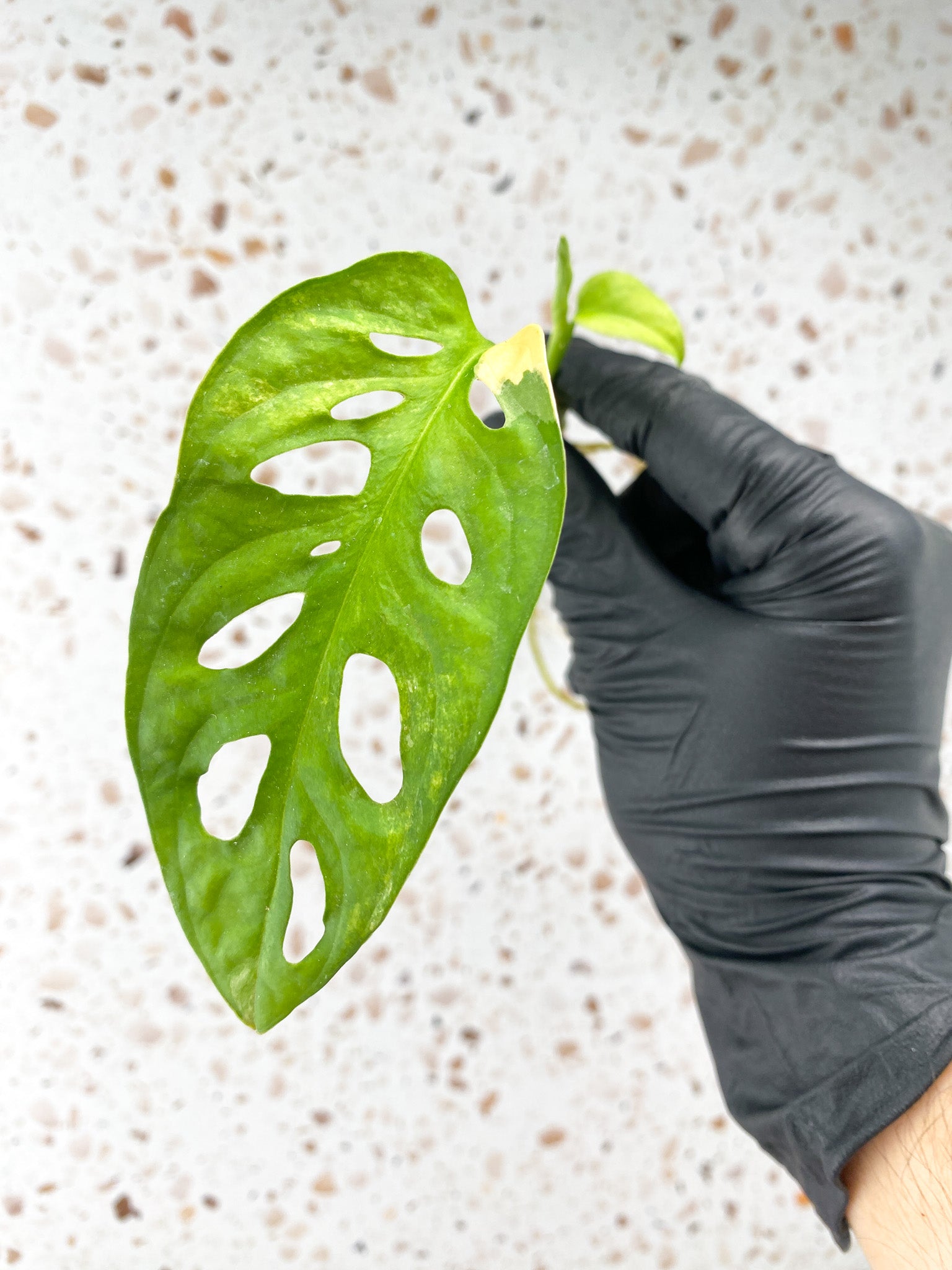 Monstera Adansonii Aurea 1 leaf 1 baby leaf with new growth