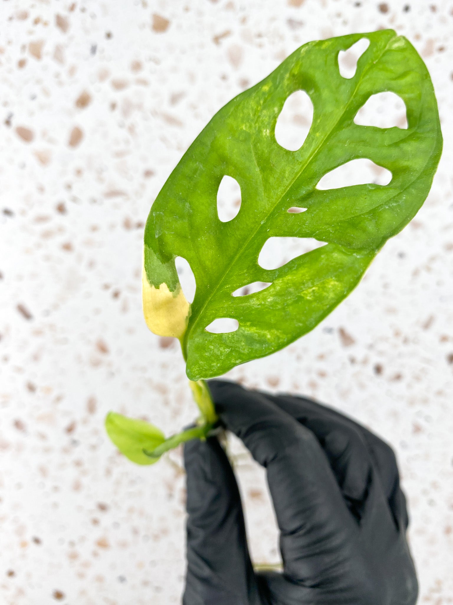 Monstera Adansonii Aurea 1 leaf 1 baby leaf with new growth