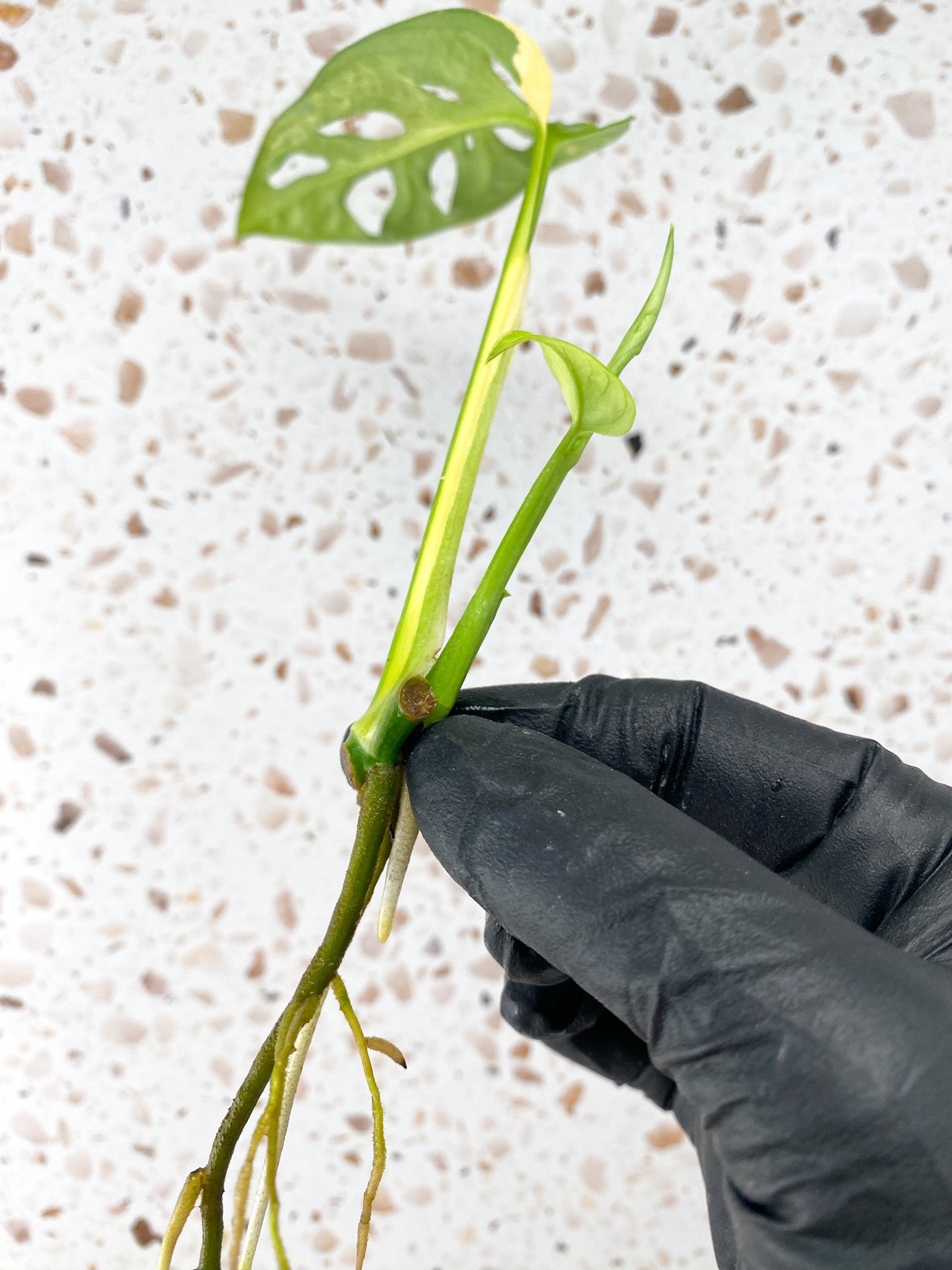 Monstera Adansonii Aurea 1 leaf 1 baby leaf with new growth