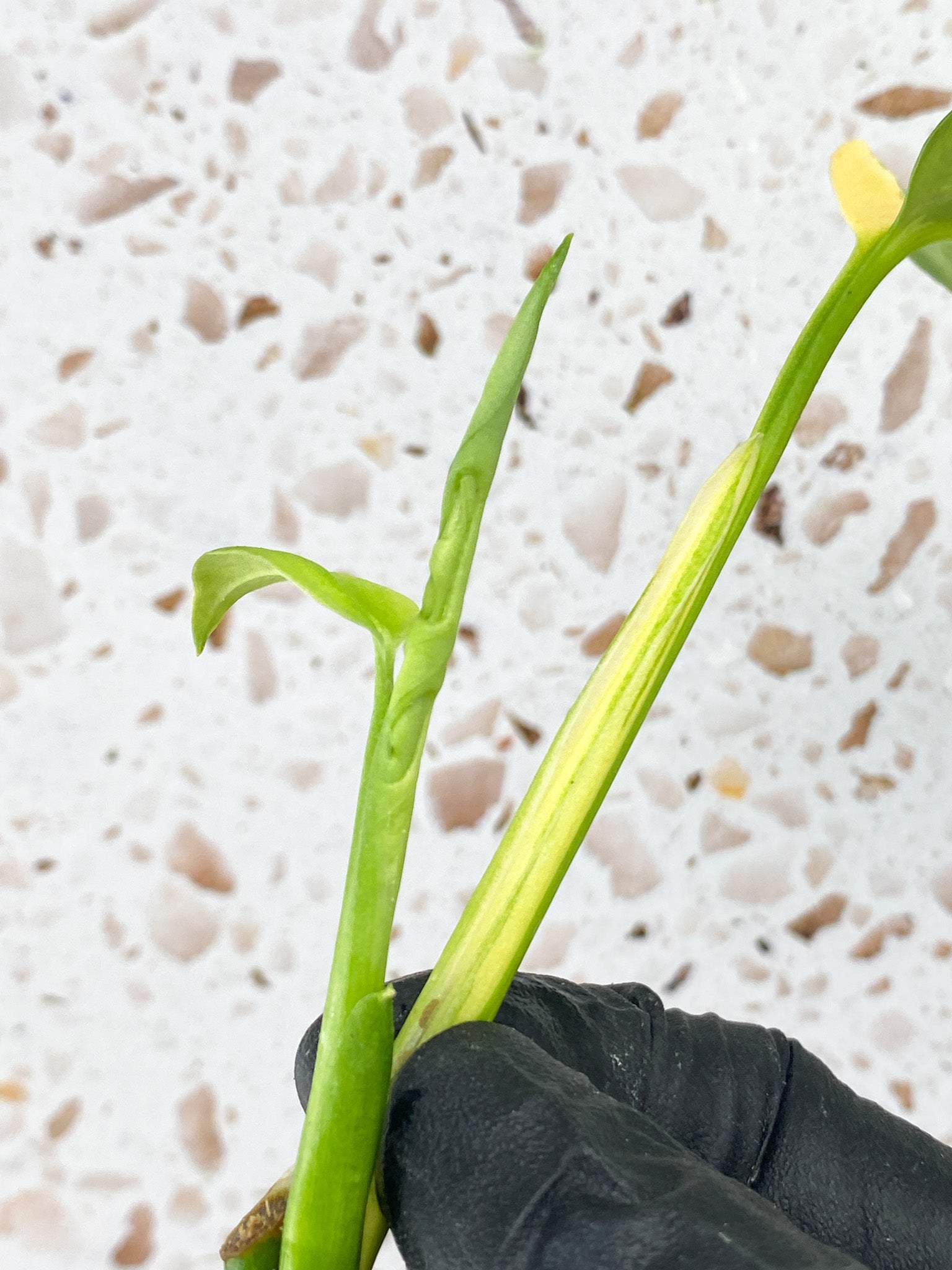 Monstera Adansonii Aurea 1 leaf 1 baby leaf with new growth