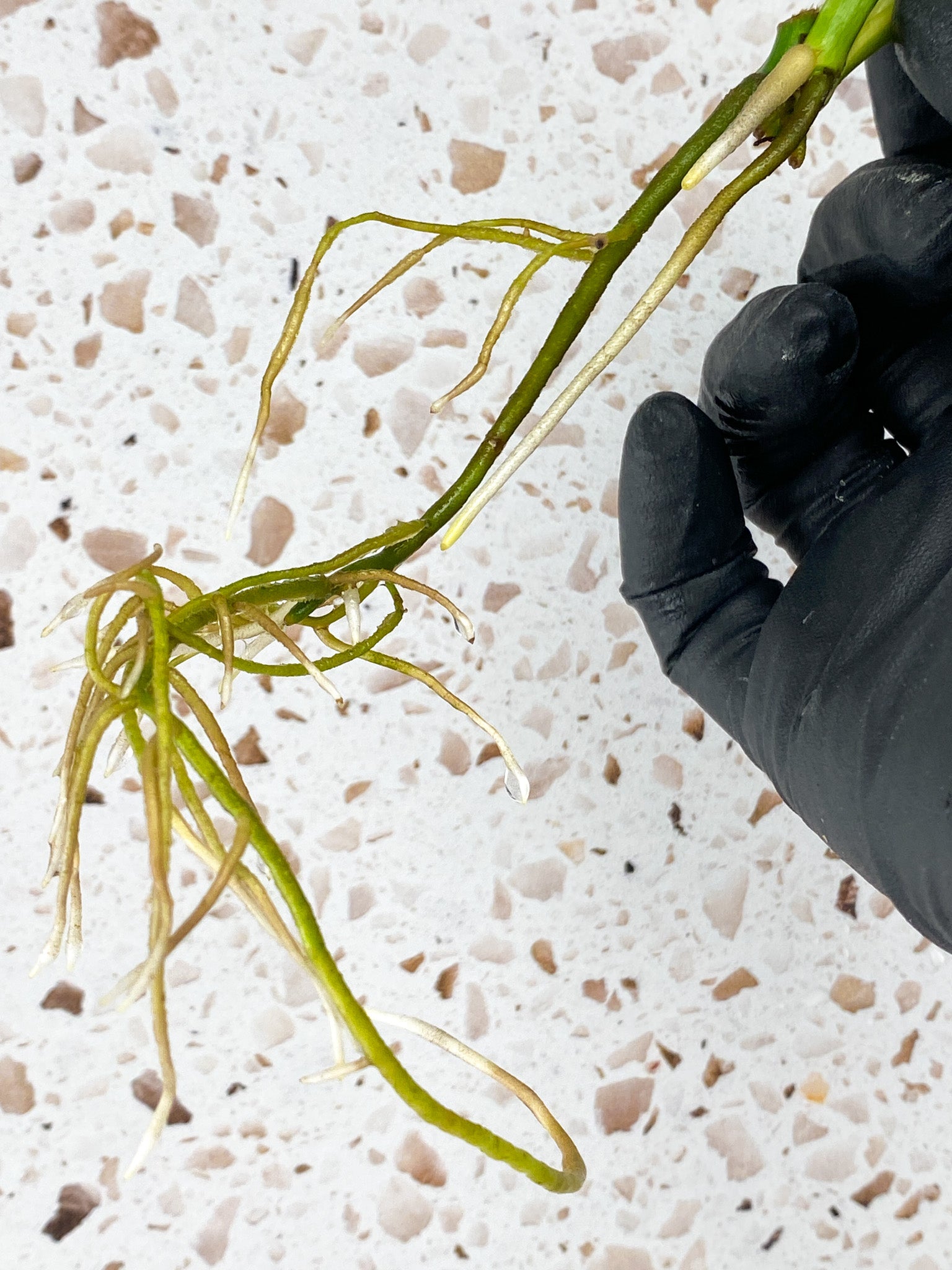 Monstera Adansonii Aurea 1 leaf 1 baby leaf with new growth
