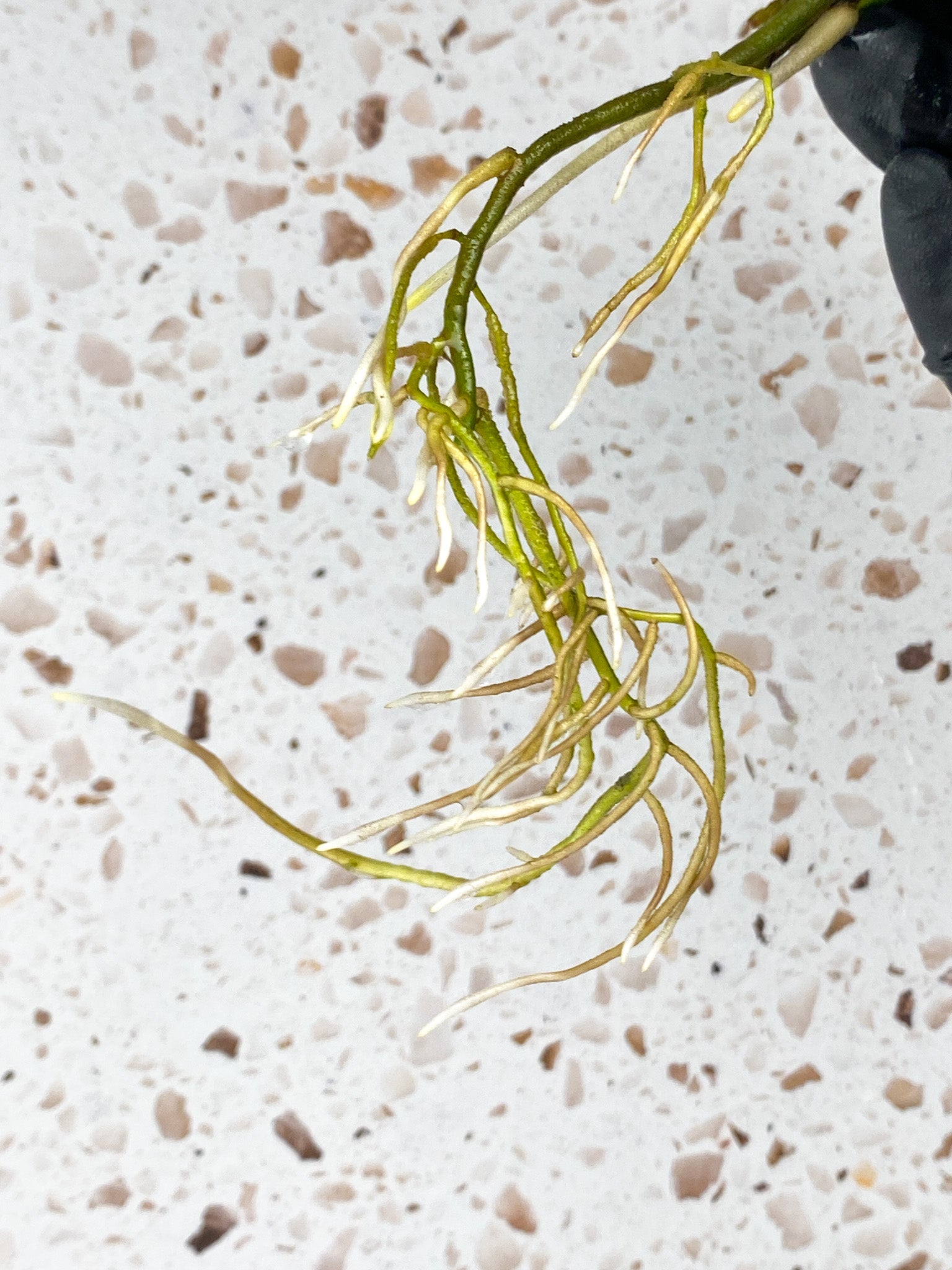 Monstera Adansonii Aurea 1 leaf 1 baby leaf with new growth
