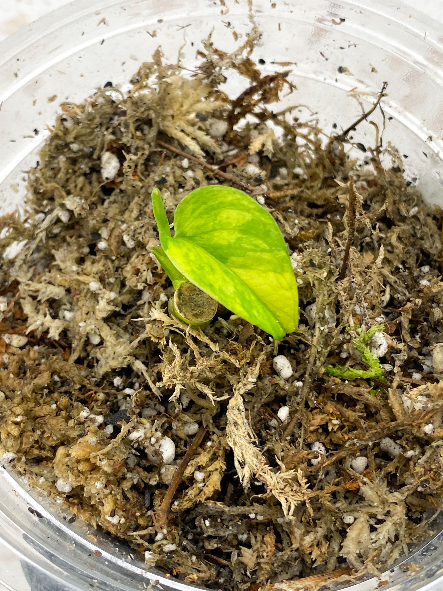 Monstera Adansonii Aurea 1 baby leaf with new growth