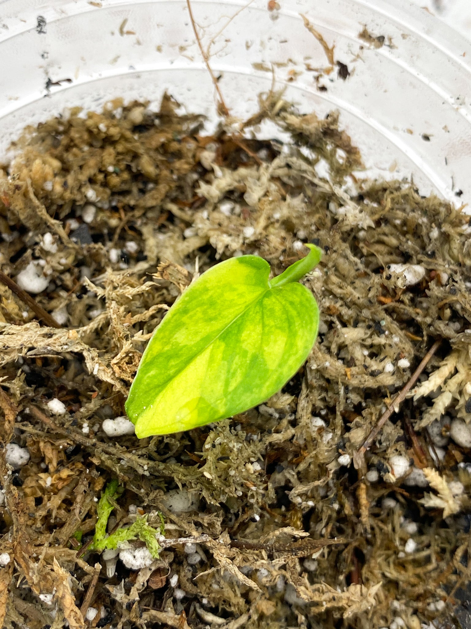 Monstera Adansonii Aurea 1 baby leaf with new growth