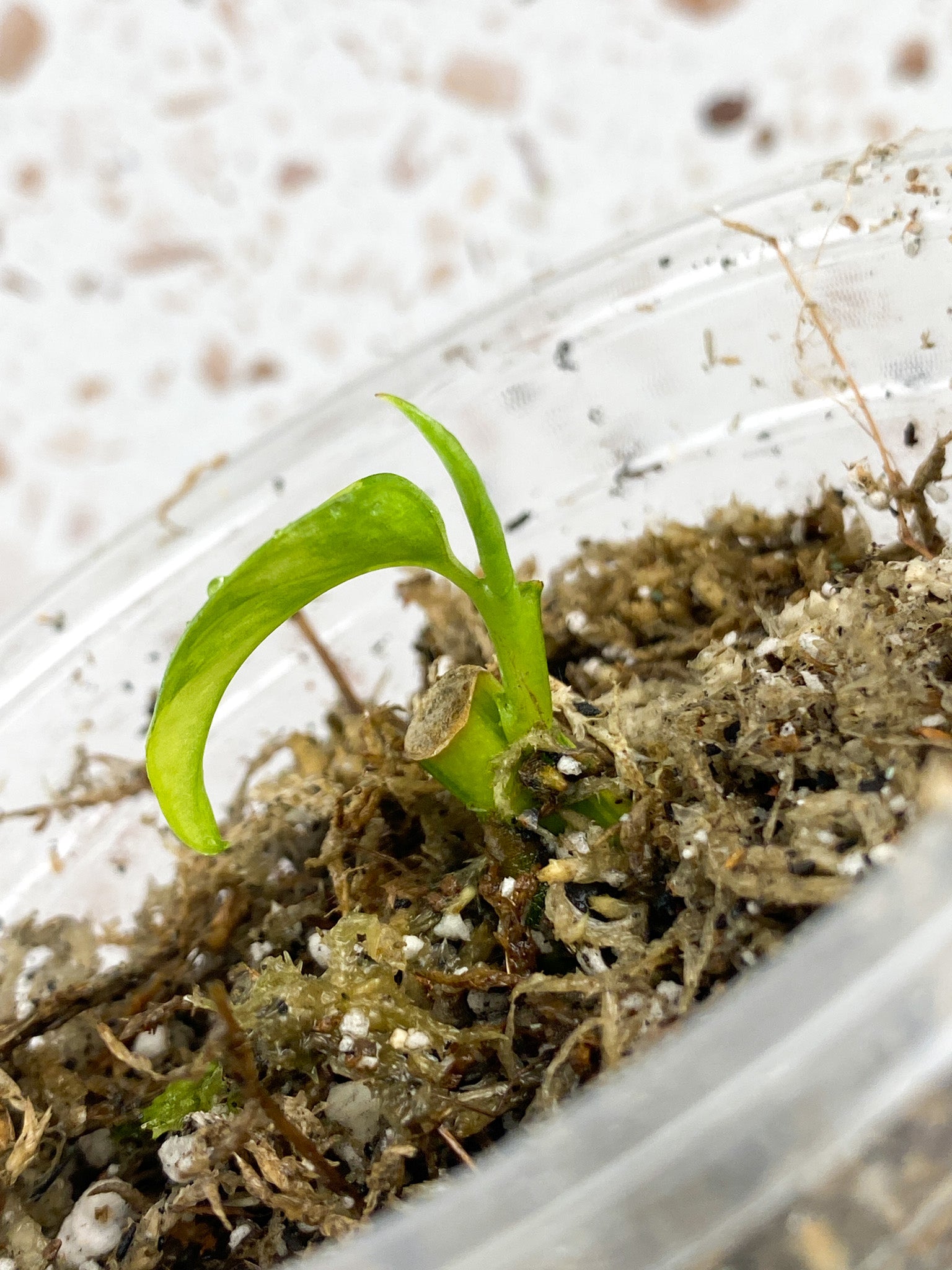 Monstera Adansonii Aurea 1 baby leaf with new growth