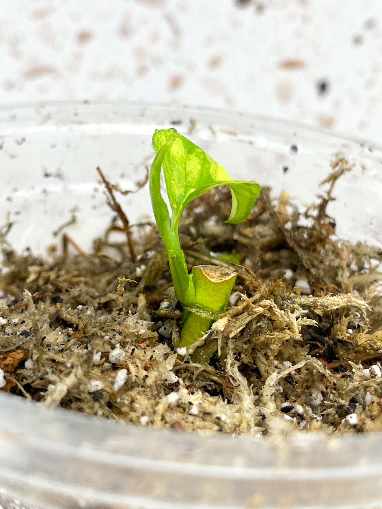 Monstera Adansonii Aurea 1 baby leaf with new growth