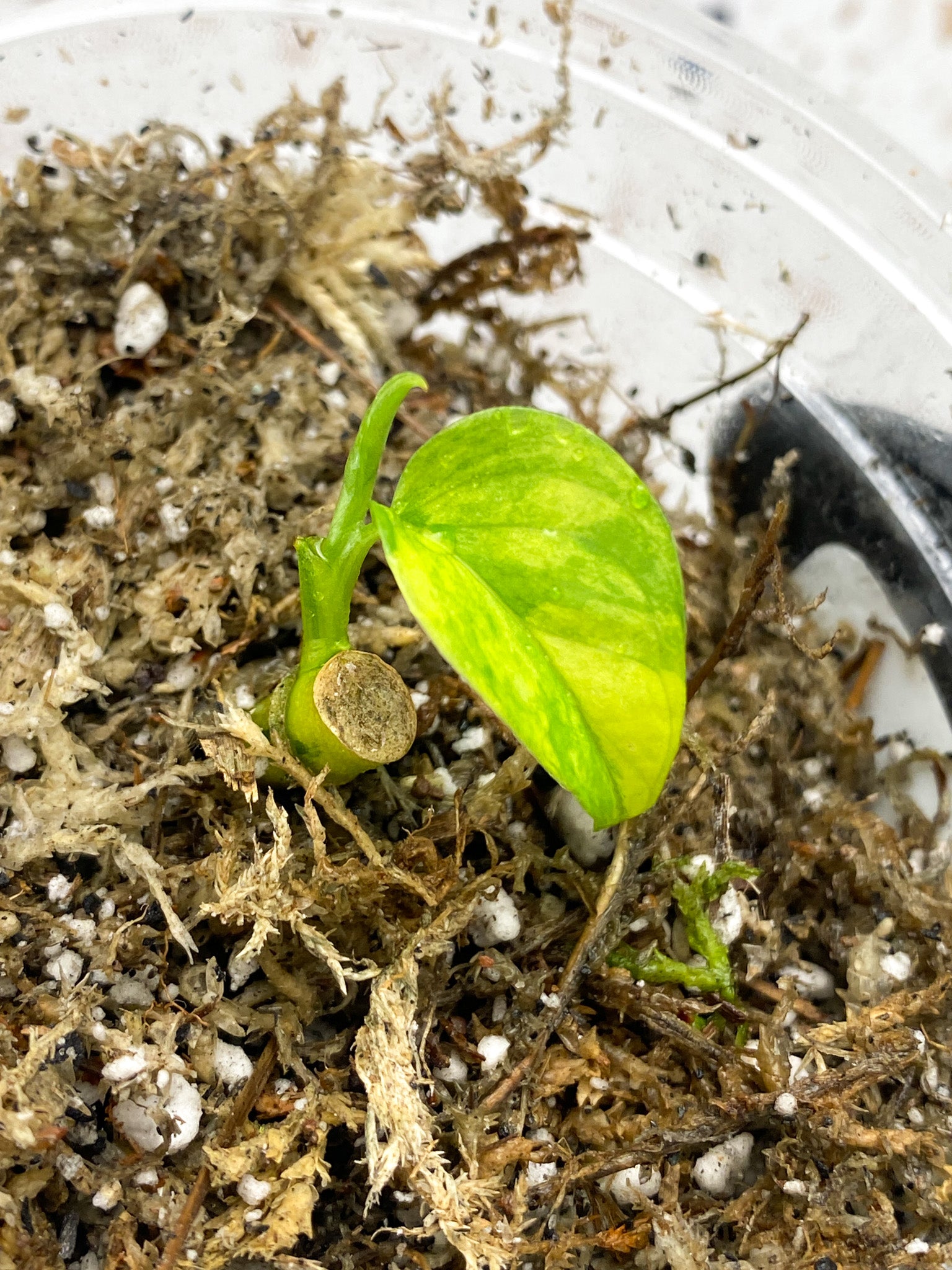 Monstera Adansonii Aurea 1 baby leaf with new growth
