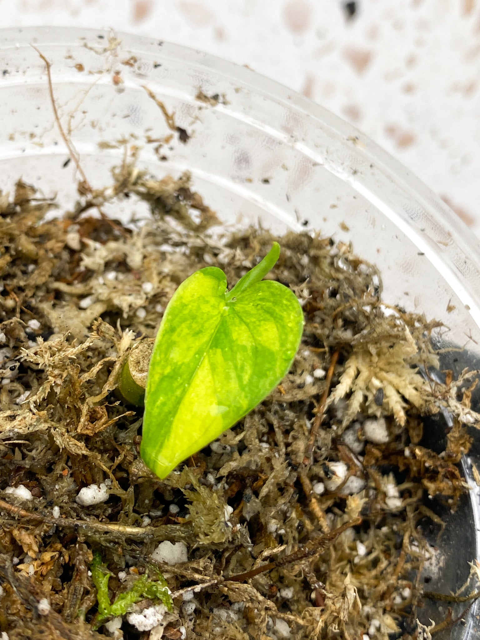 Monstera Adansonii Aurea 1 baby leaf with new growth