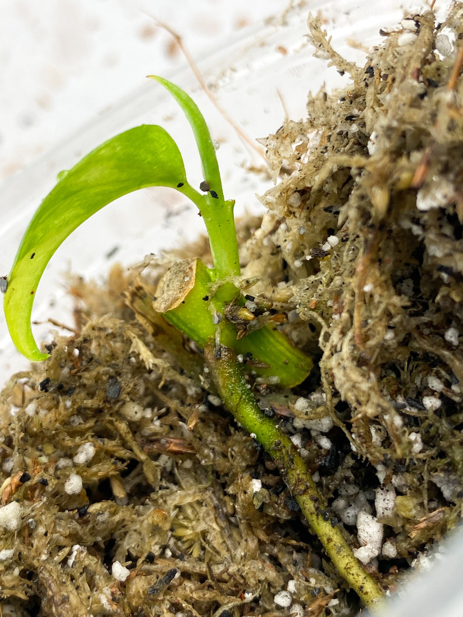 Monstera Adansonii Aurea 1 baby leaf with new growth