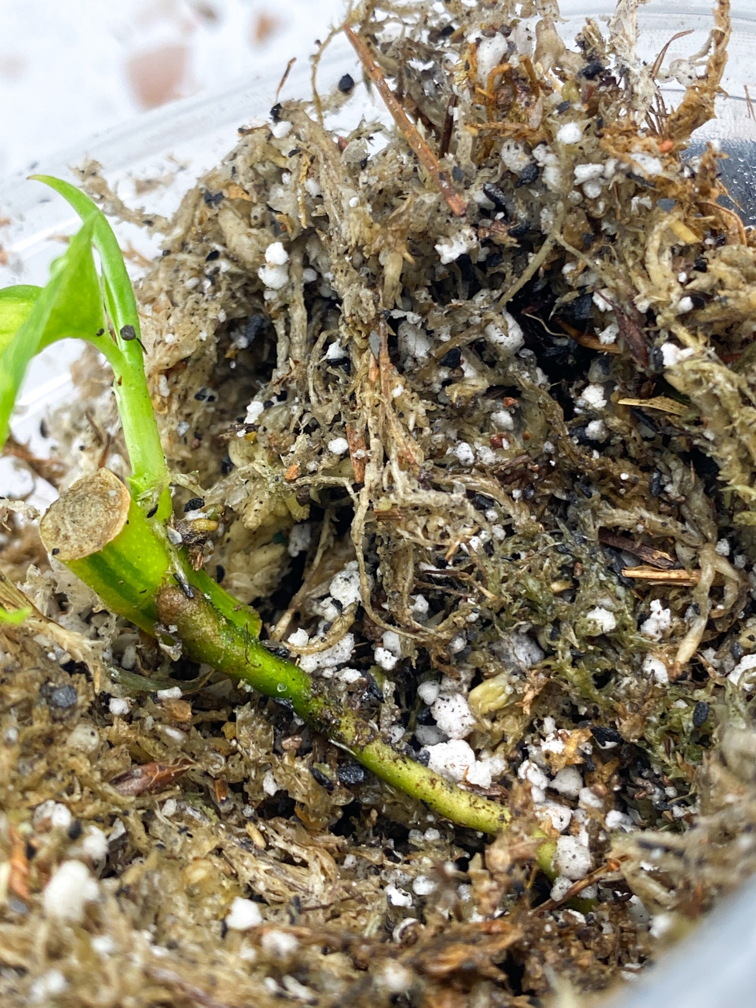 Monstera Adansonii Aurea 1 baby leaf with new growth