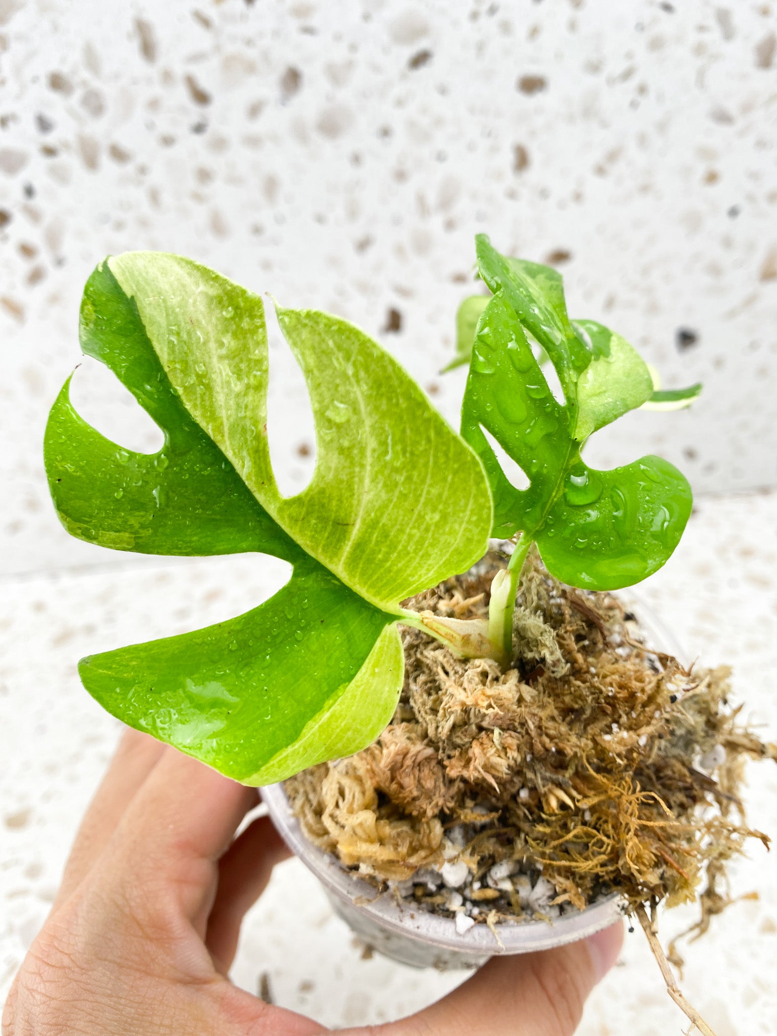 Rhaphidophora Tetrasperma Variegated 3 leaves