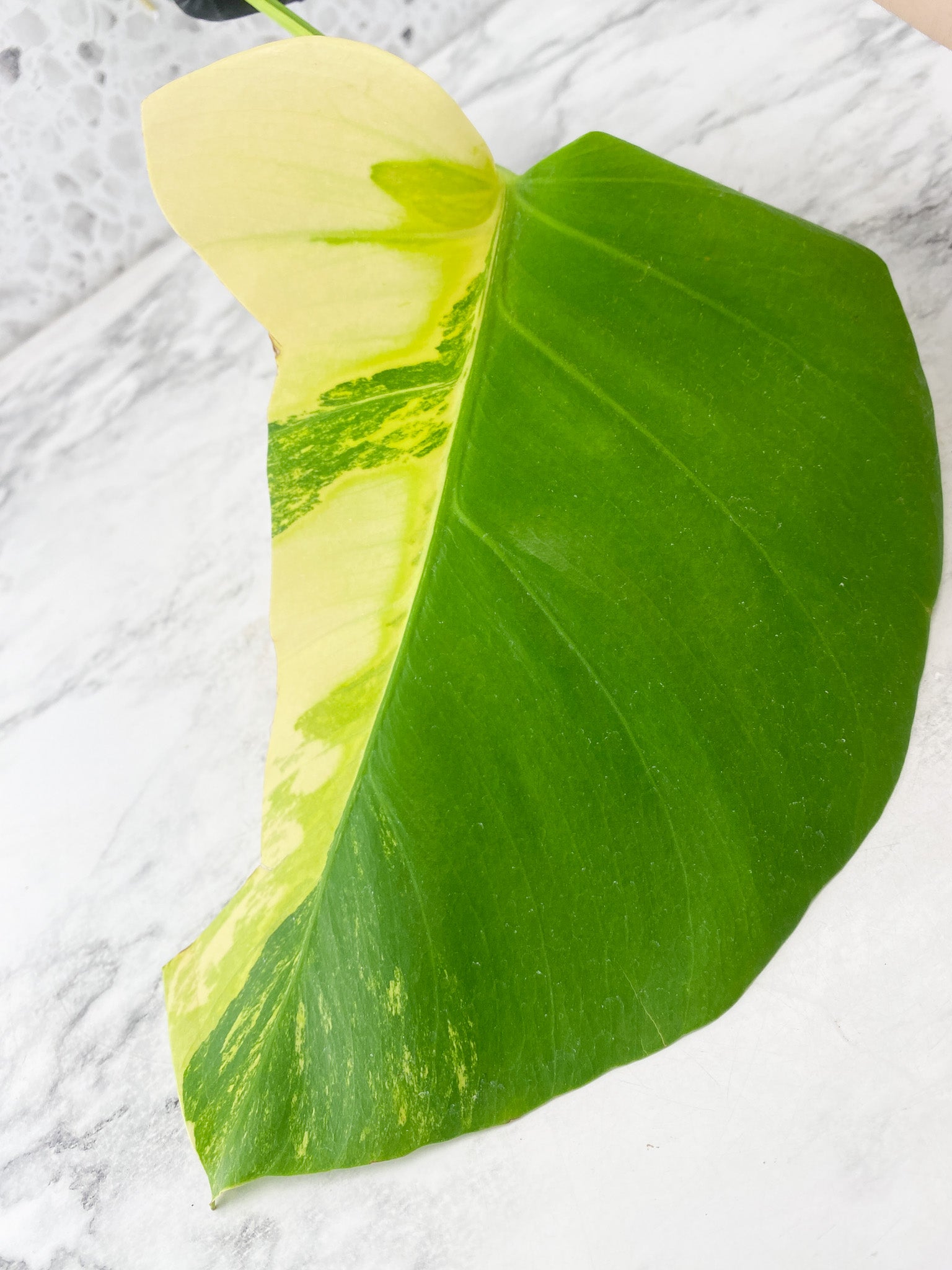 Monstera Aurea Tricolor 1 leaf 1 extra node