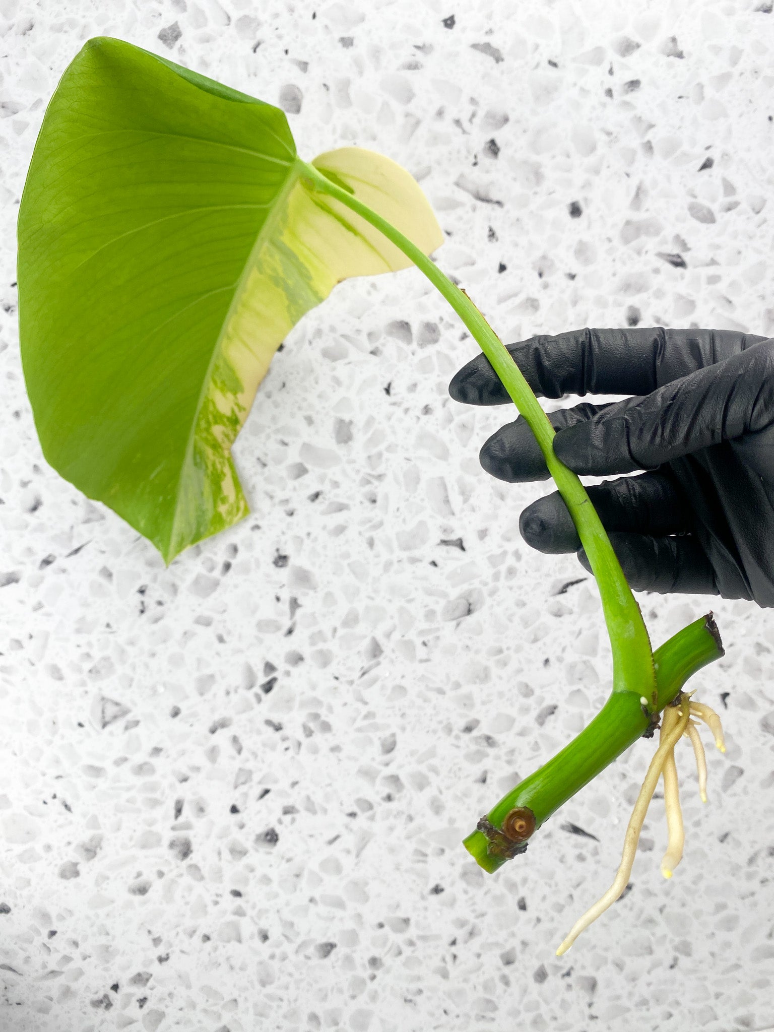 Monstera Aurea Tricolor 1 leaf 1 extra node