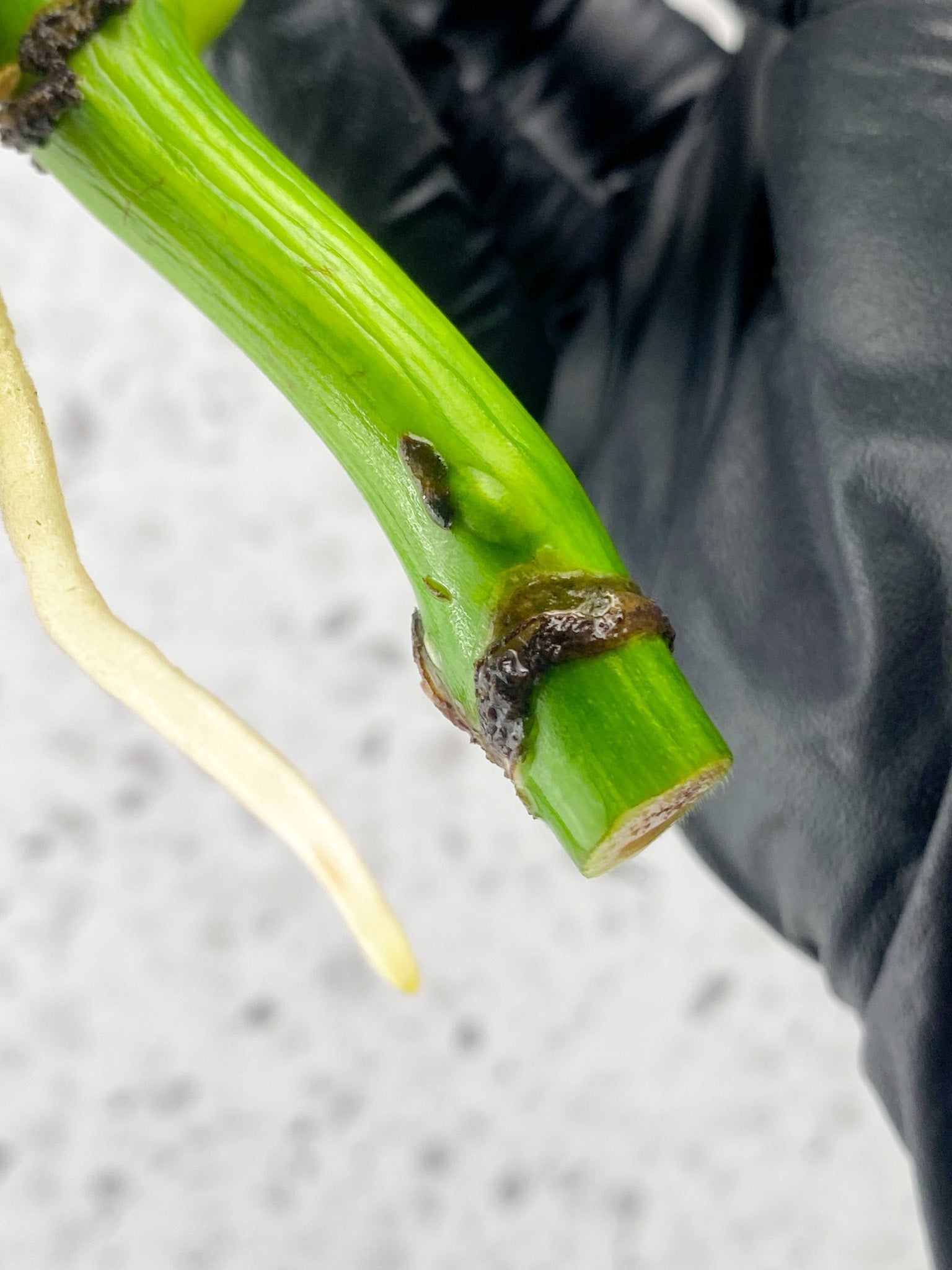 Monstera Aurea Tricolor 1 leaf 1 extra node