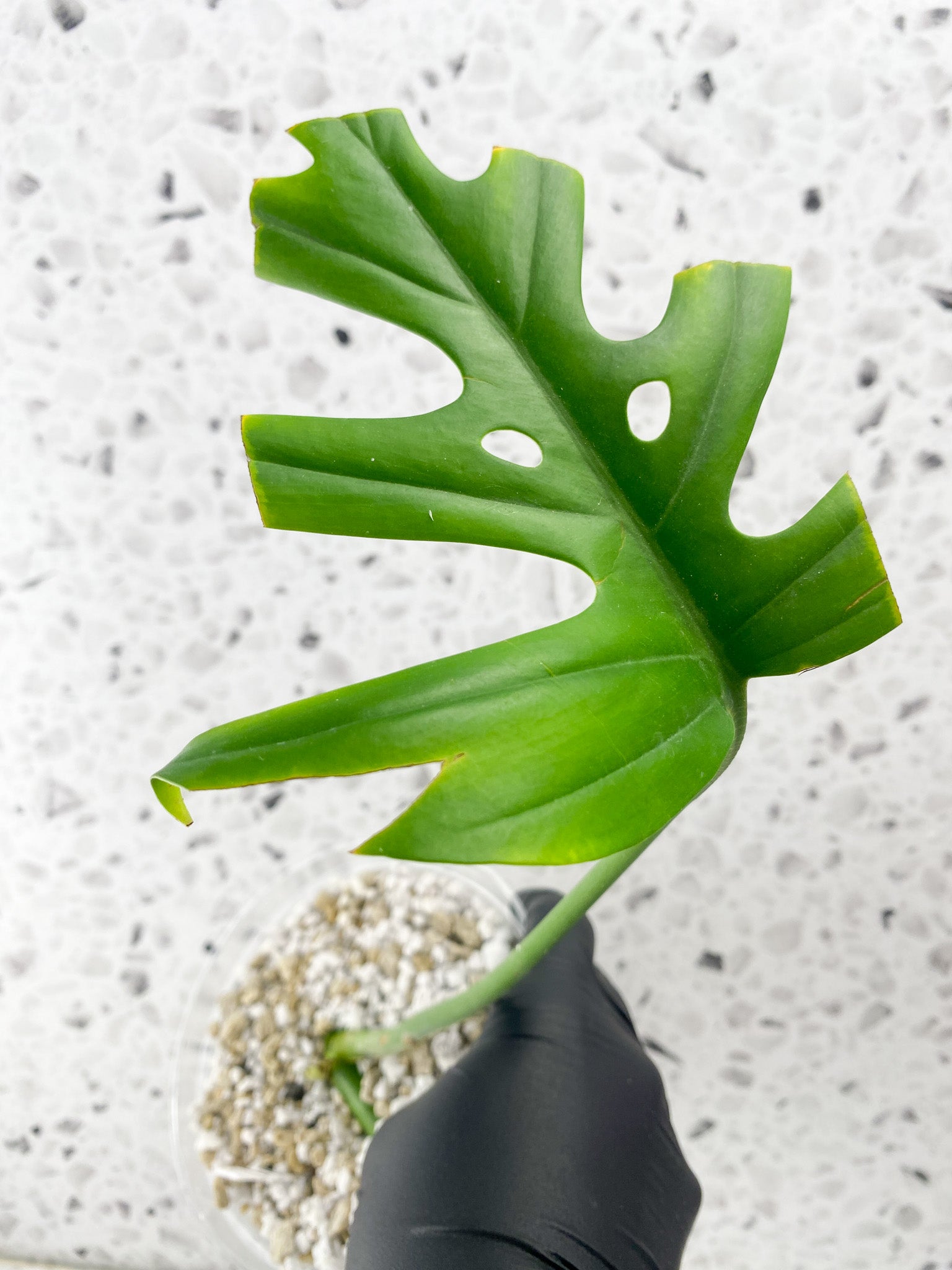 Rhaphidophora sp. Flame 1 leaf with sprout