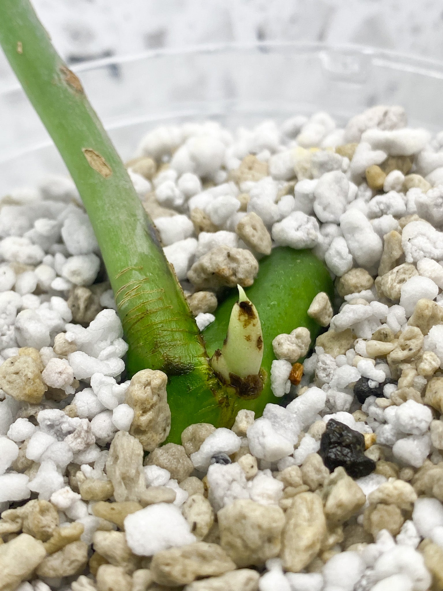 Rhaphidophora sp. Flame 1 leaf with sprout