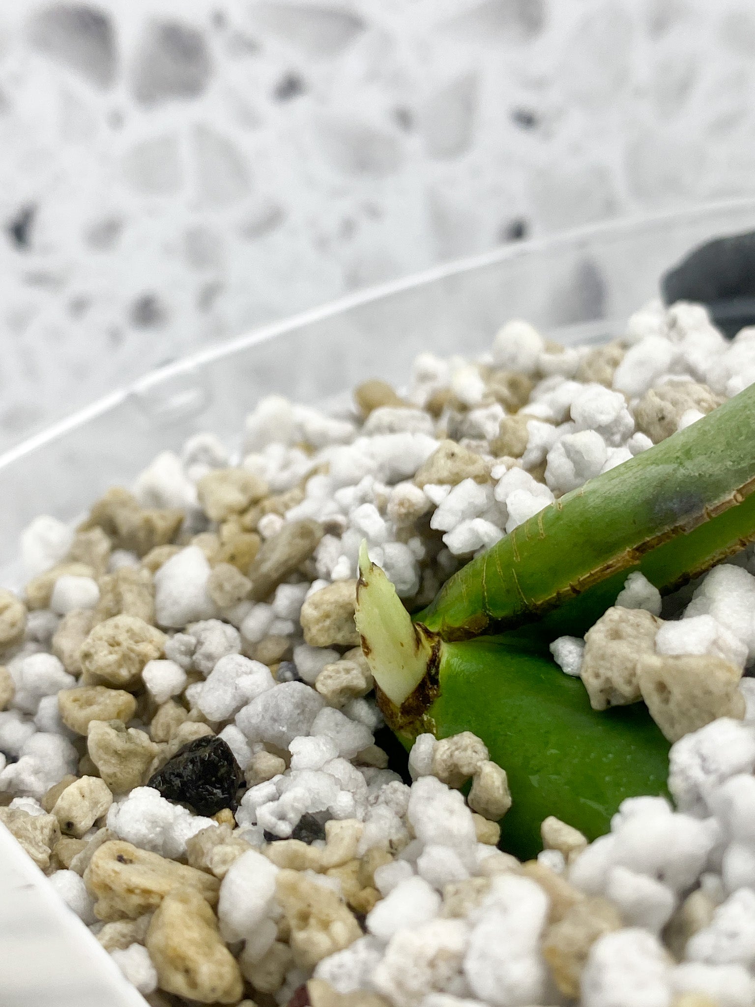 Rhaphidophora sp. Flame 1 leaf with sprout