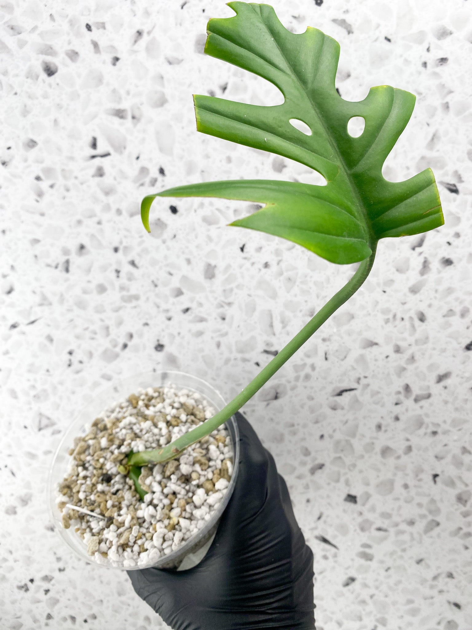 Rhaphidophora sp. Flame 1 leaf with sprout