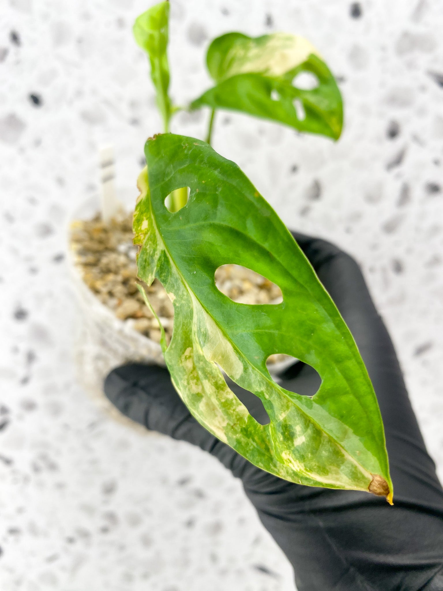Monstera Adansonii Aurea 3 leaves