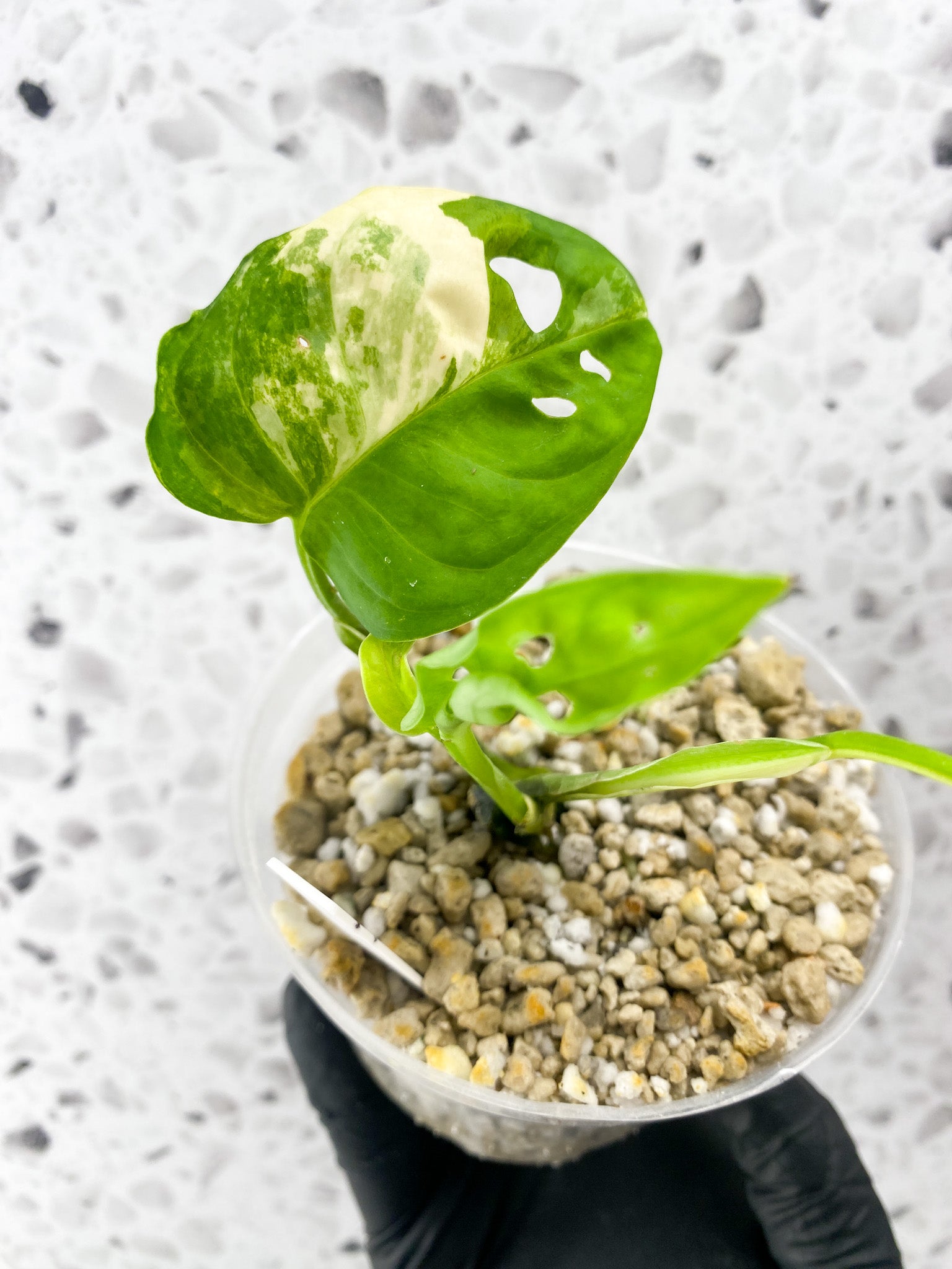 Monstera Adansonii Aurea 3 leaves