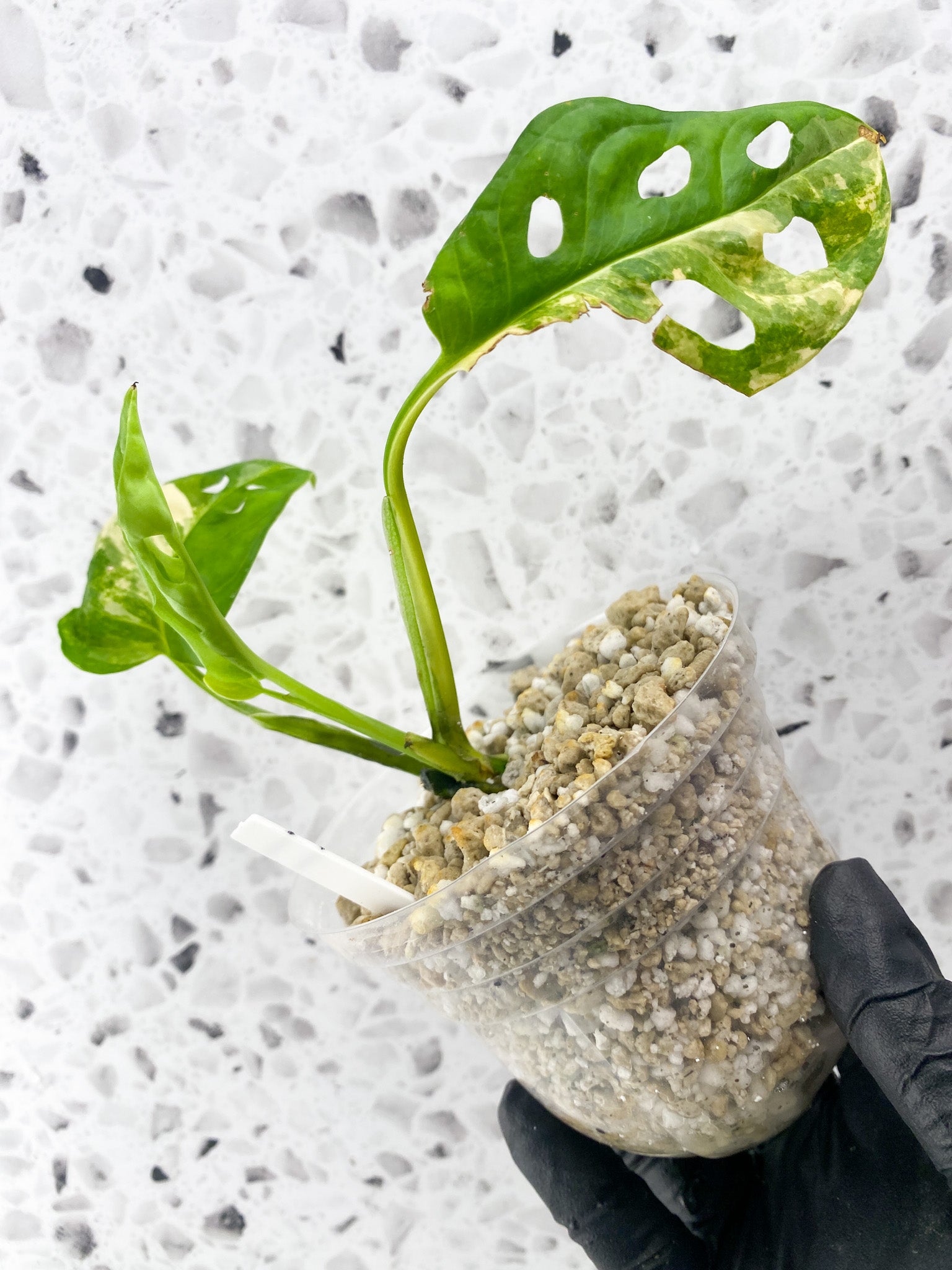 Monstera Adansonii Aurea 3 leaves
