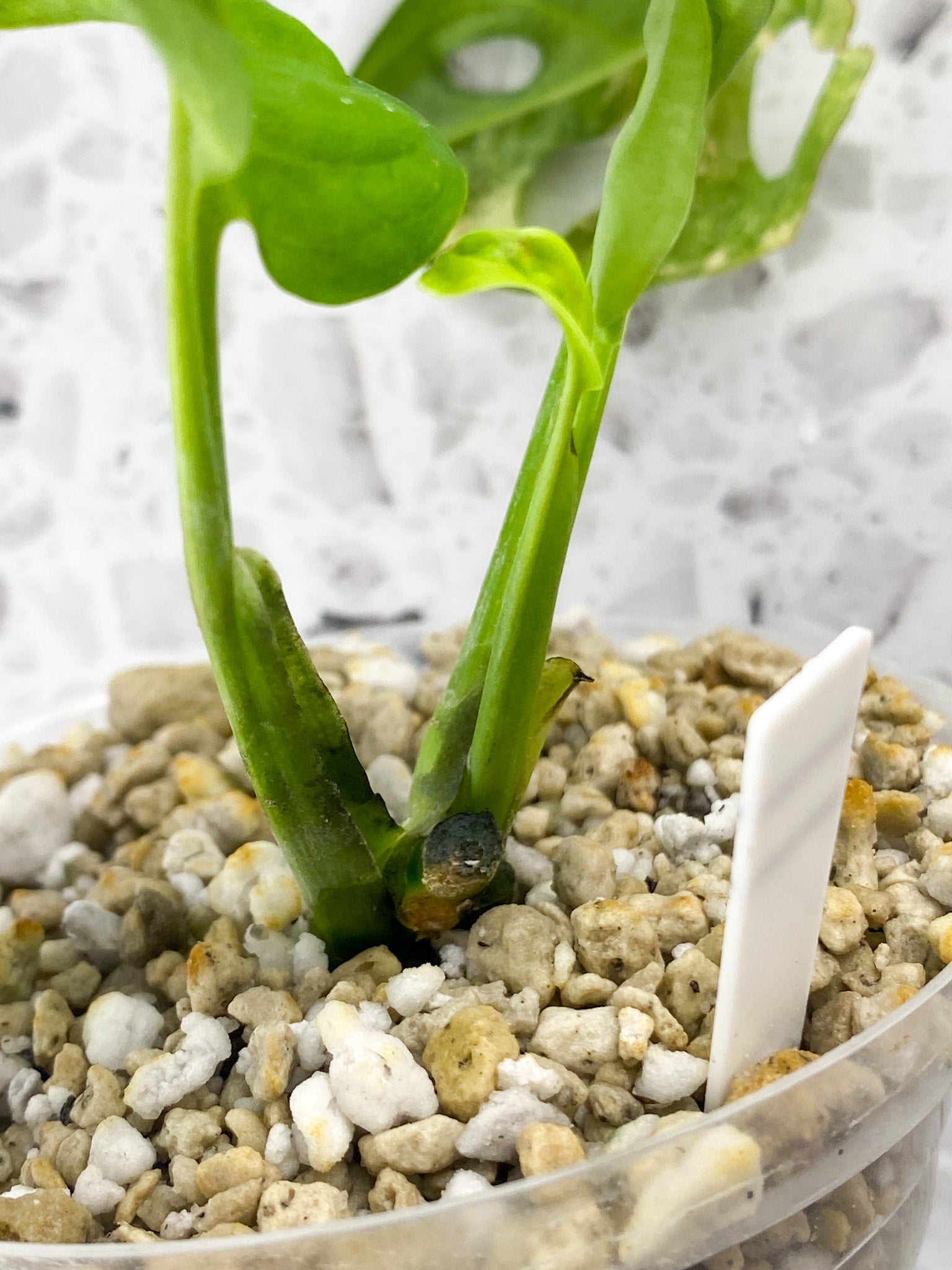 Monstera Adansonii Aurea 3 leaves
