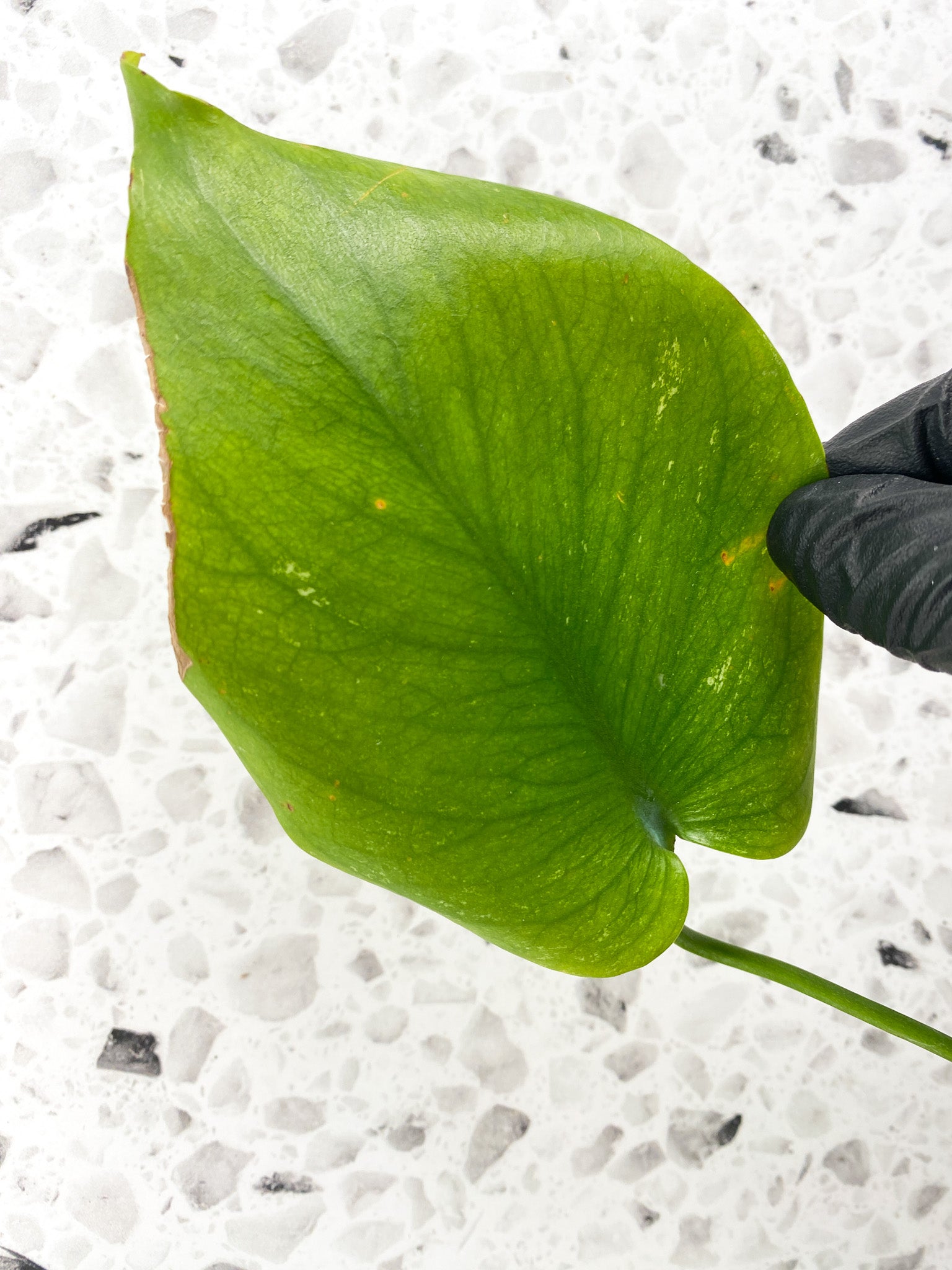 Monstera White Monster 1 leaf