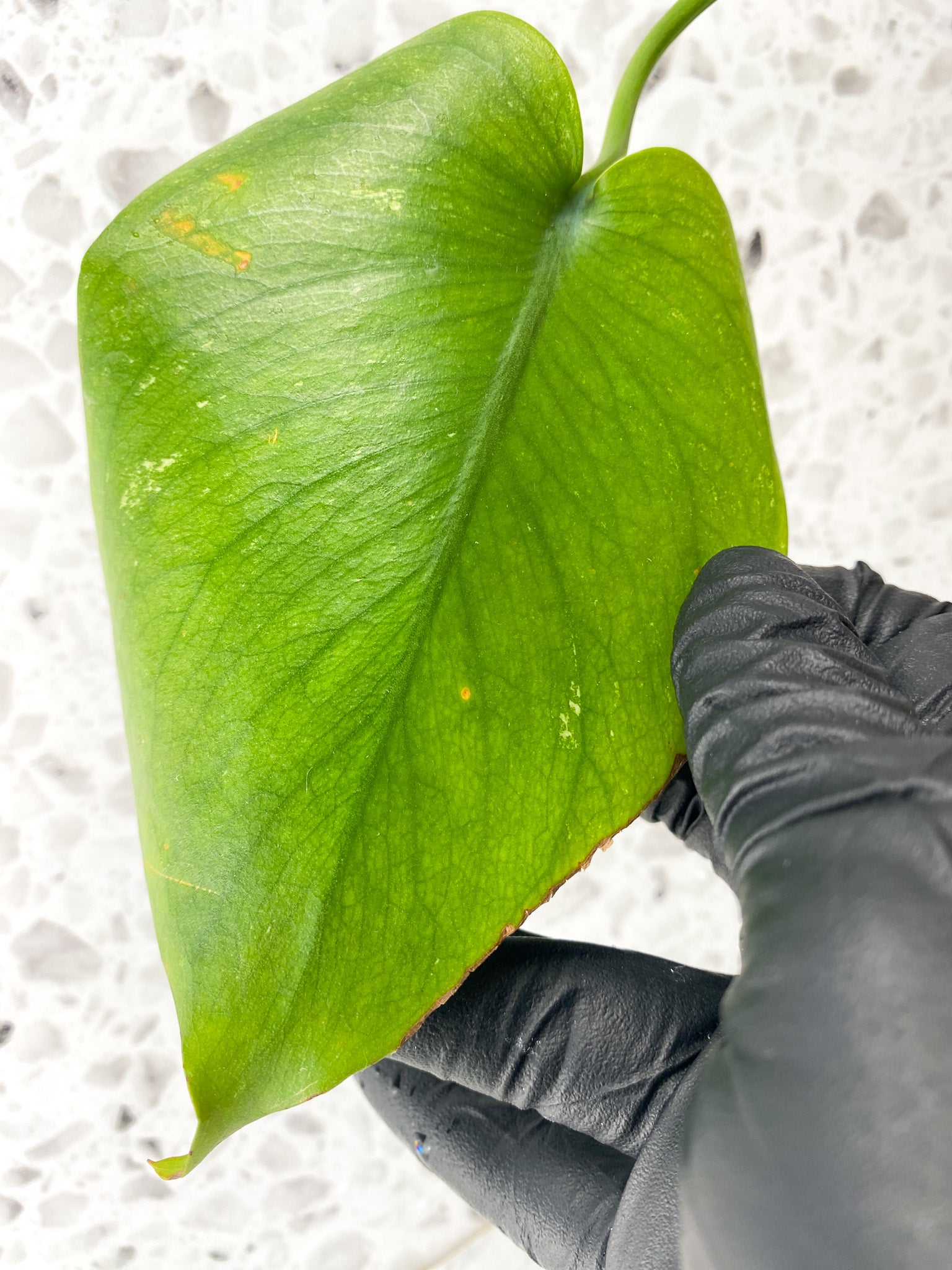 Monstera White Monster 1 leaf