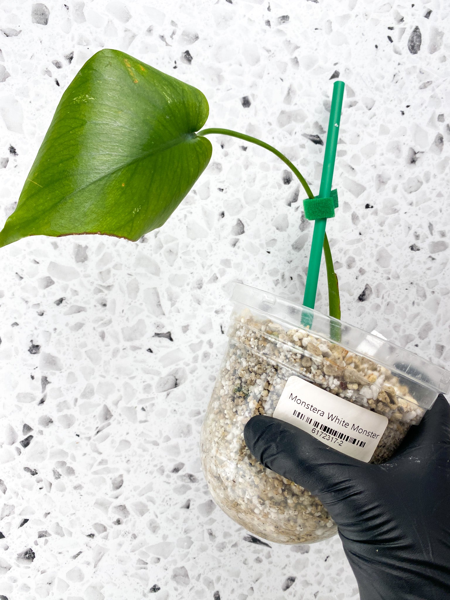 Monstera White Monster 1 leaf