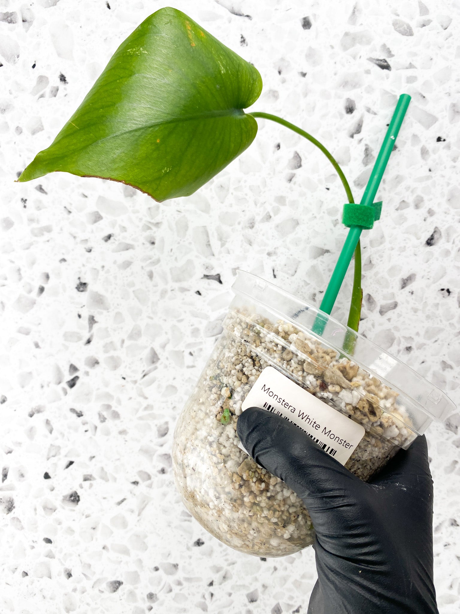 Monstera White Monster 1 leaf