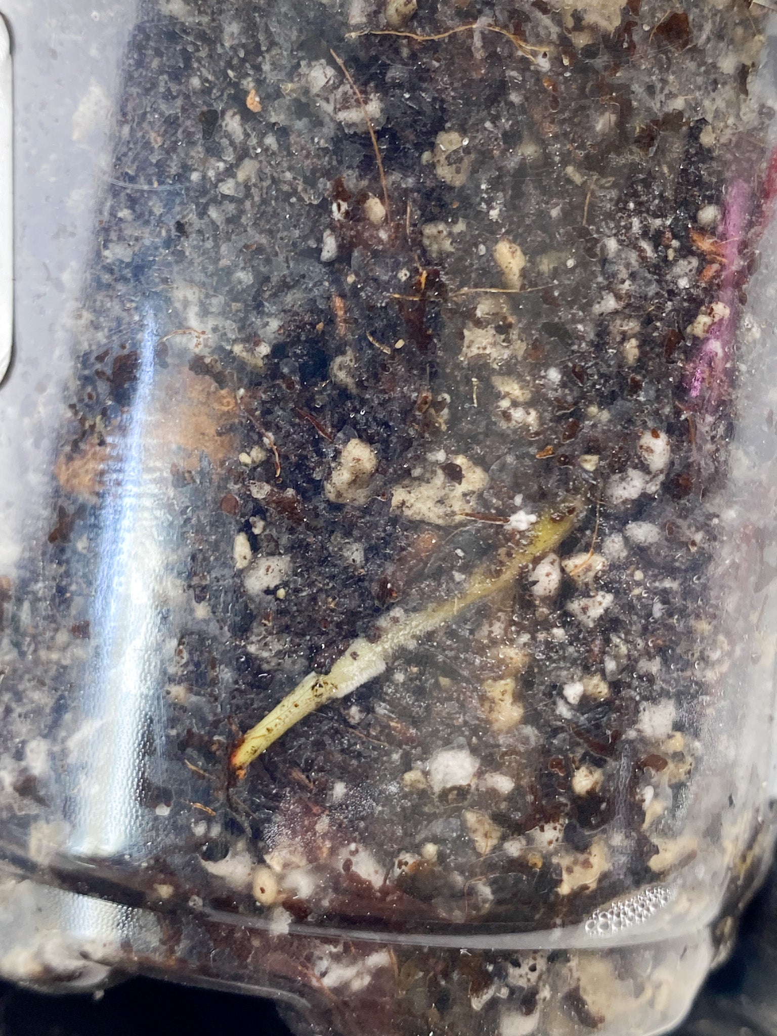 Philodendron White Princess tricolor Rooted