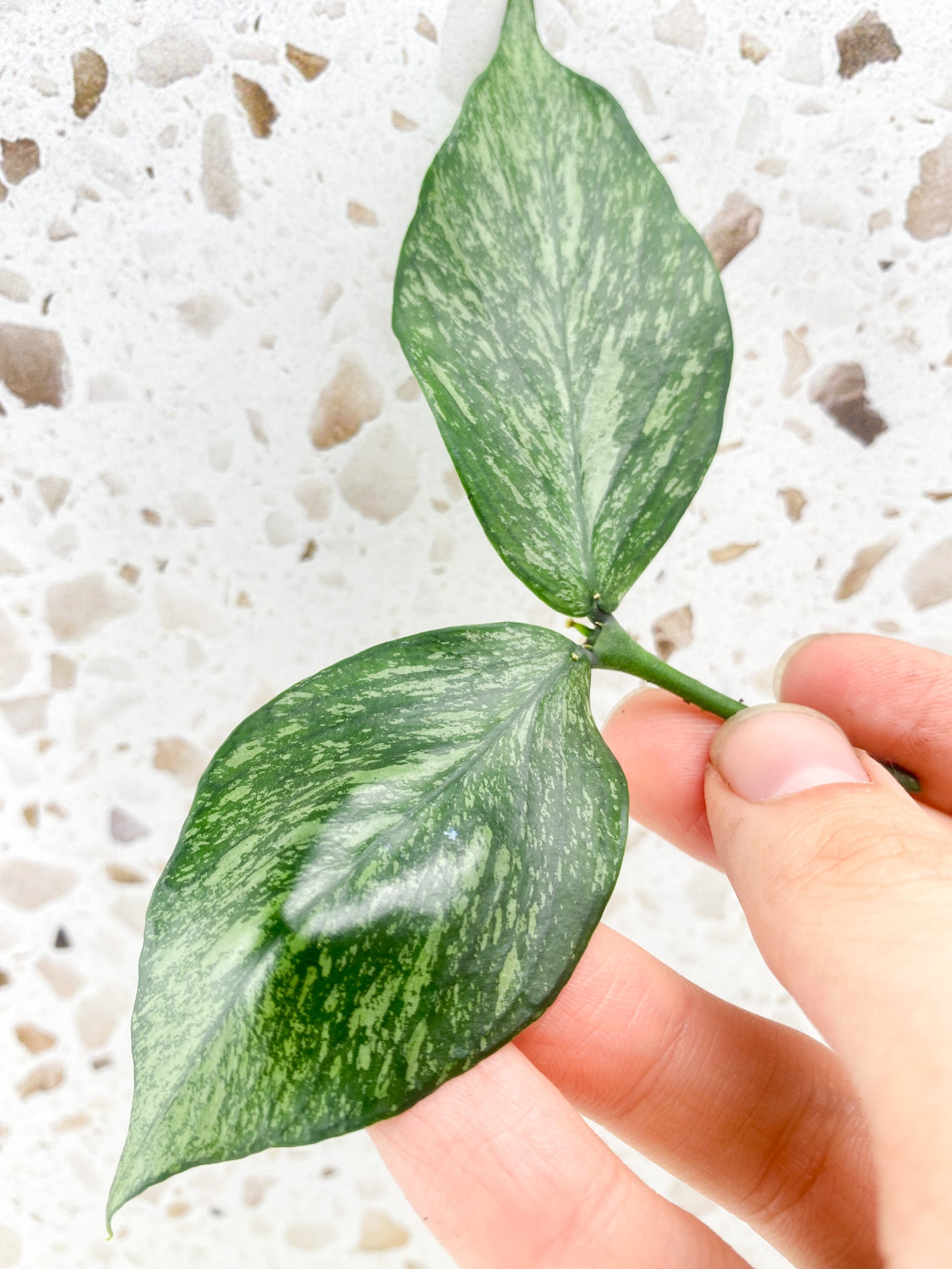 Hoya Polyneura Silver 2 leaves