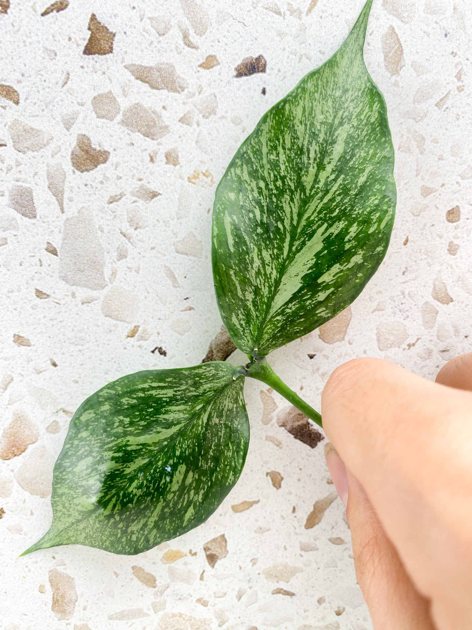 Hoya Polyneura Silver 2 leaves