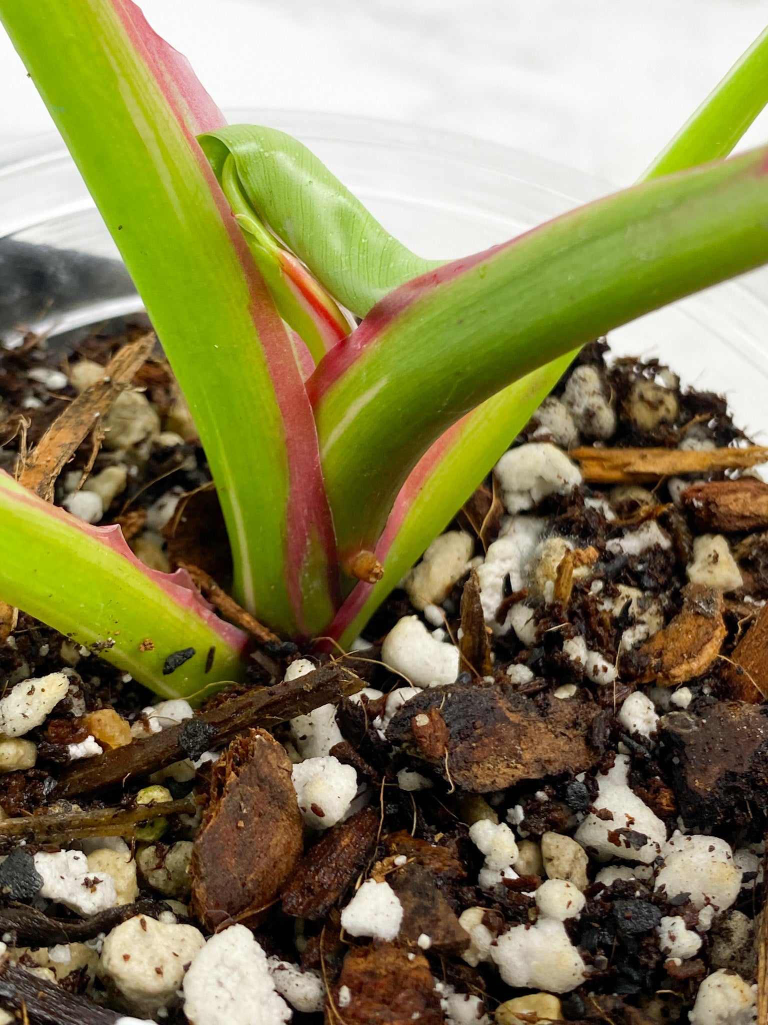 Philodendron White Princess tricolor Rooted