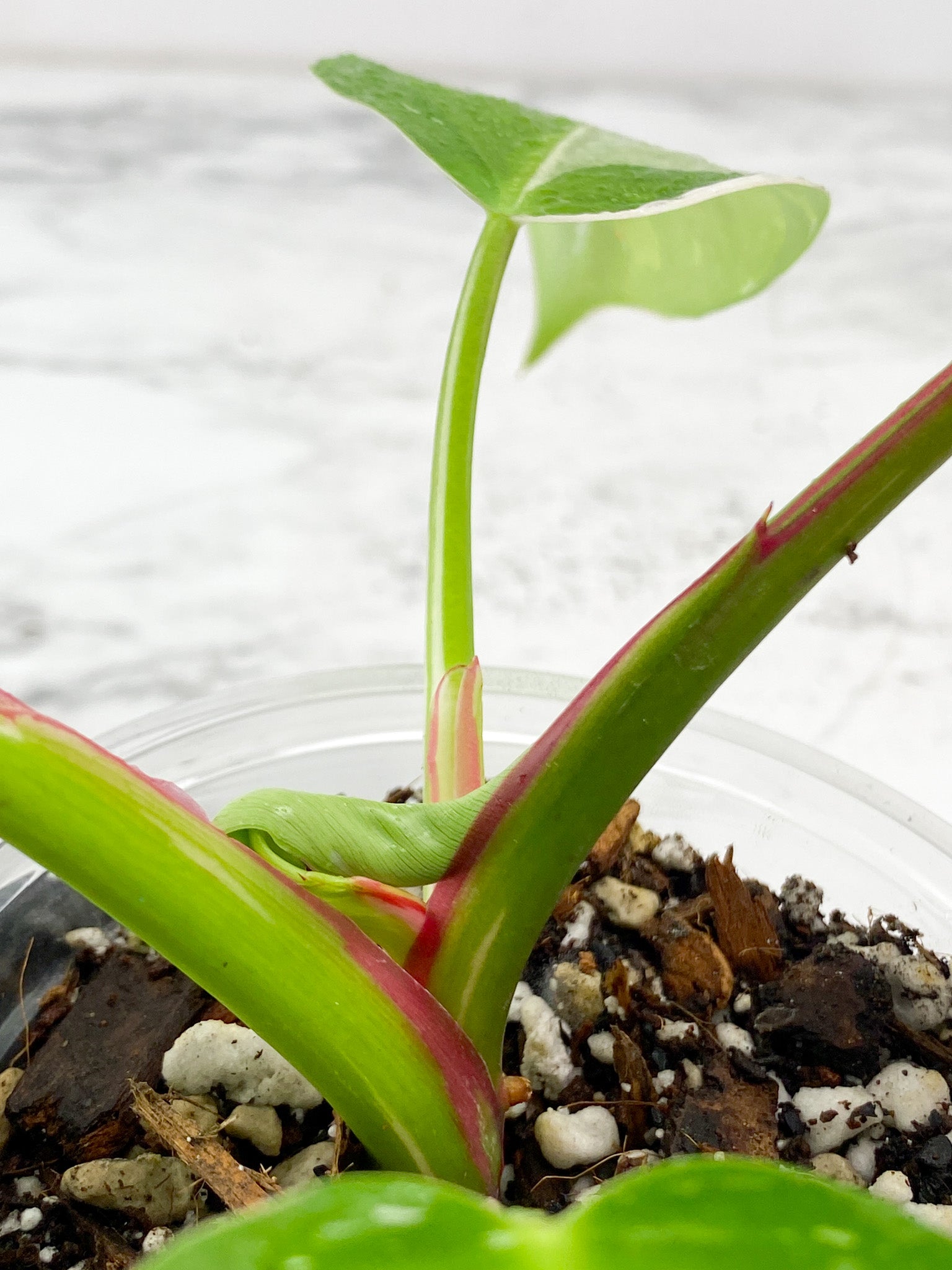 Philodendron White Princess tricolor Rooted