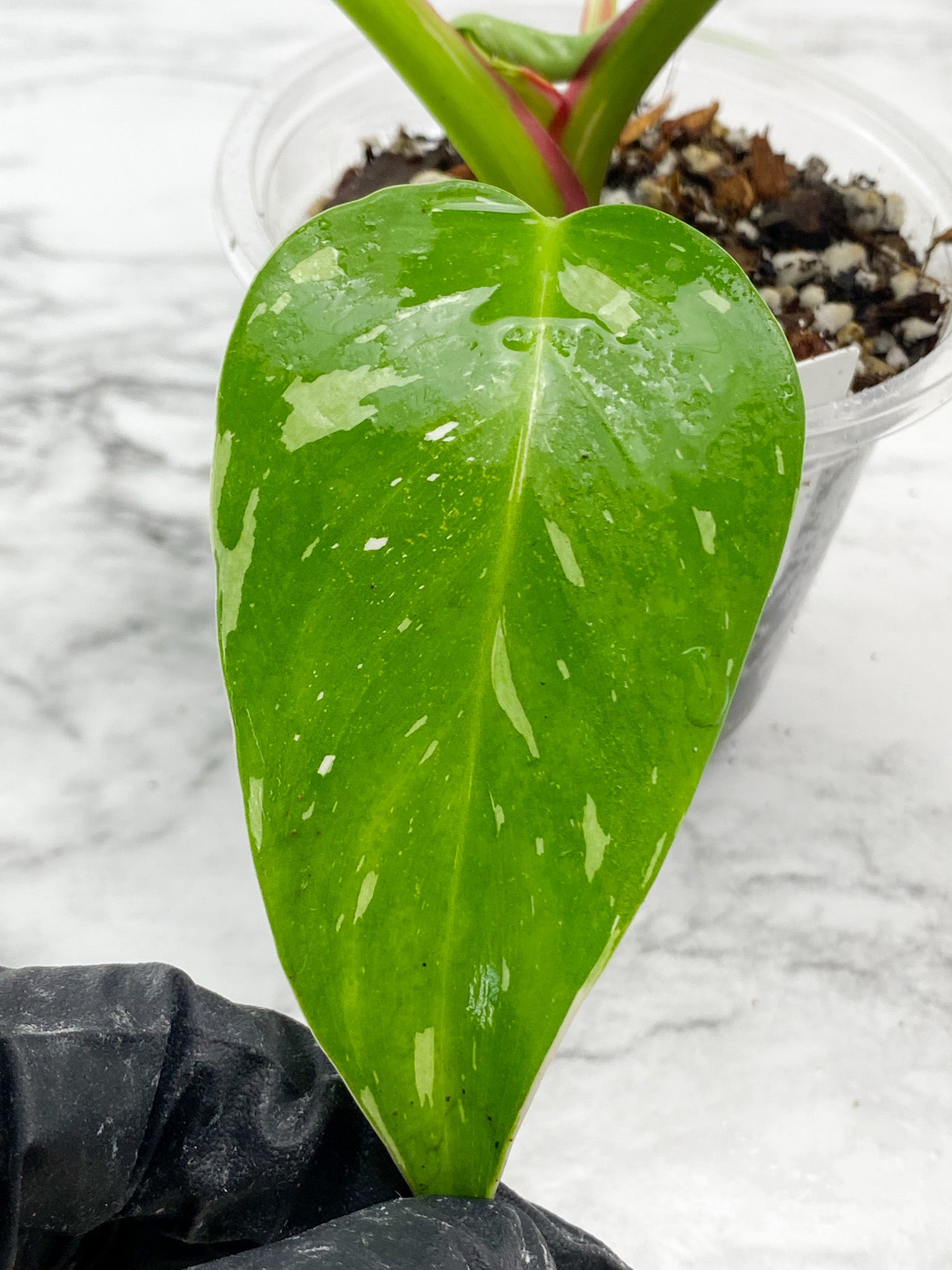 Philodendron White Princess tricolor Rooted